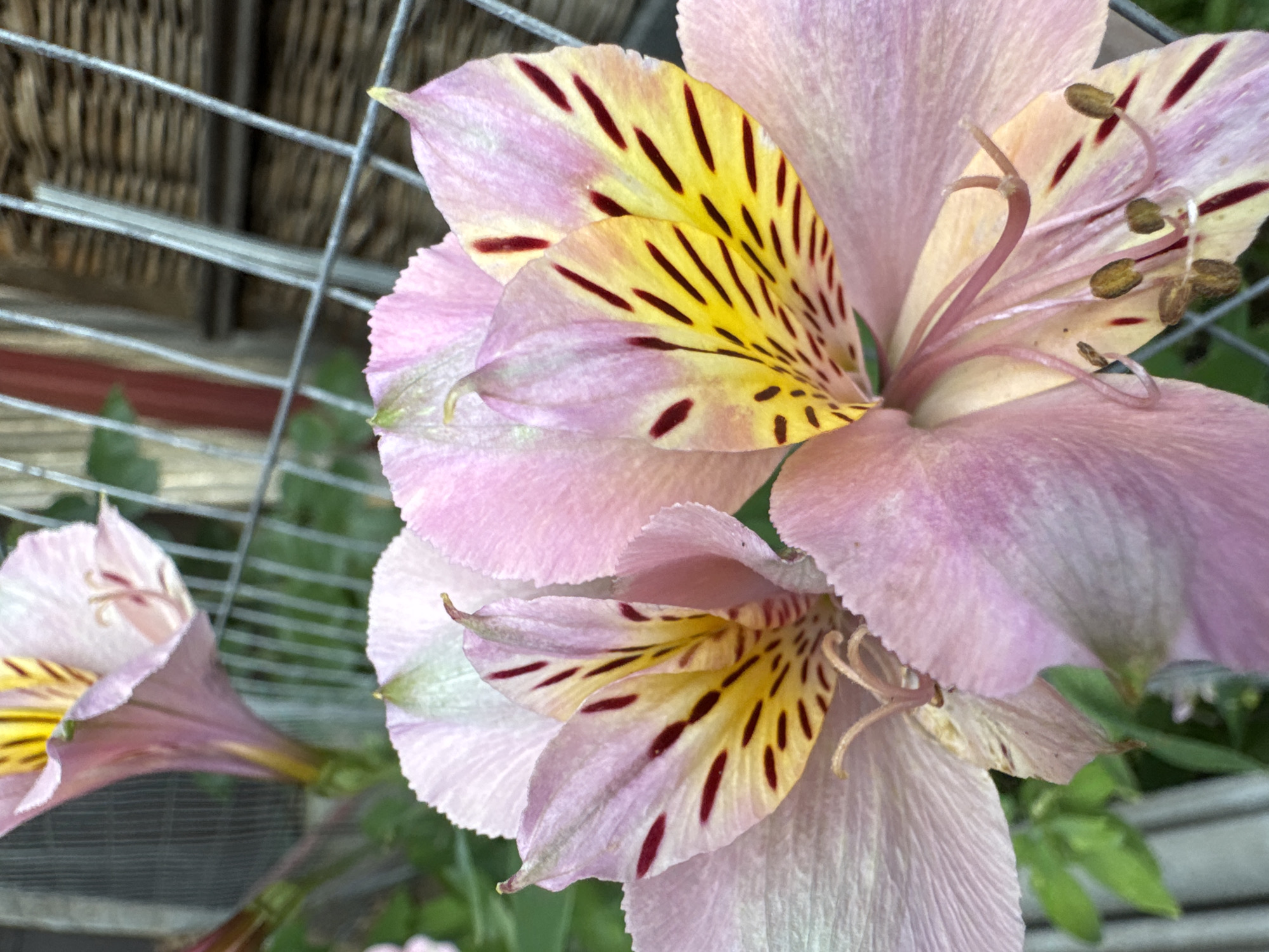 The media file is a close-up photograph of several pink Alstroemeria flowers with yellow centers and dark red speckles. The flowers are in focus, with their delicate petals and stamens clearly visible. The background is blurred, showing hints of a wire fence, thatched roofing, and green foliage, suggesting an outdoor setting. The lighting appears natural, possibly indicating daytime. The specific location is Sokhumi, Abkhazia. There is no visible text in the image. The overall mood is serene and natural, highlighting the beauty of the flowers.