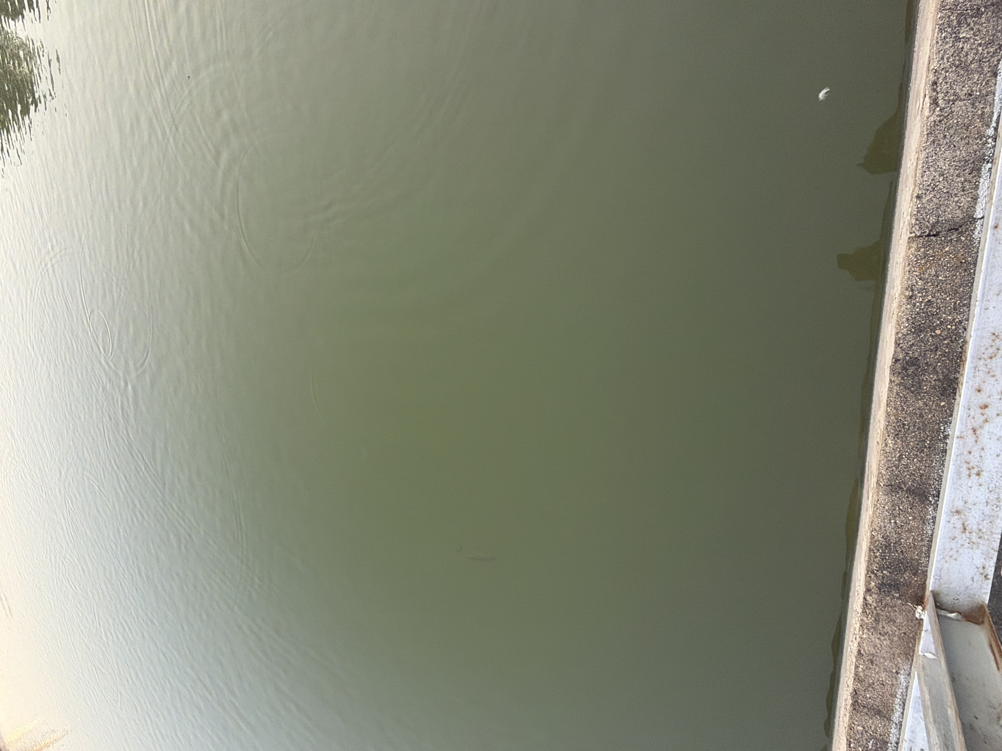 The image shows a body of murky, greenish water with ripples. Along the bottom edge of the image is a concrete structure, possibly part of a bridge or embankment, with some metal railings. A small, dark shape, possibly a fish, is visible in the water. A white feather or debris is also floating on the water's surface near the right side. The scene is outdoors, and the lighting suggests it is either early morning or late afternoon. The location is identified as Plovdiv, Bulgaria, specifically on the Maritsa River.