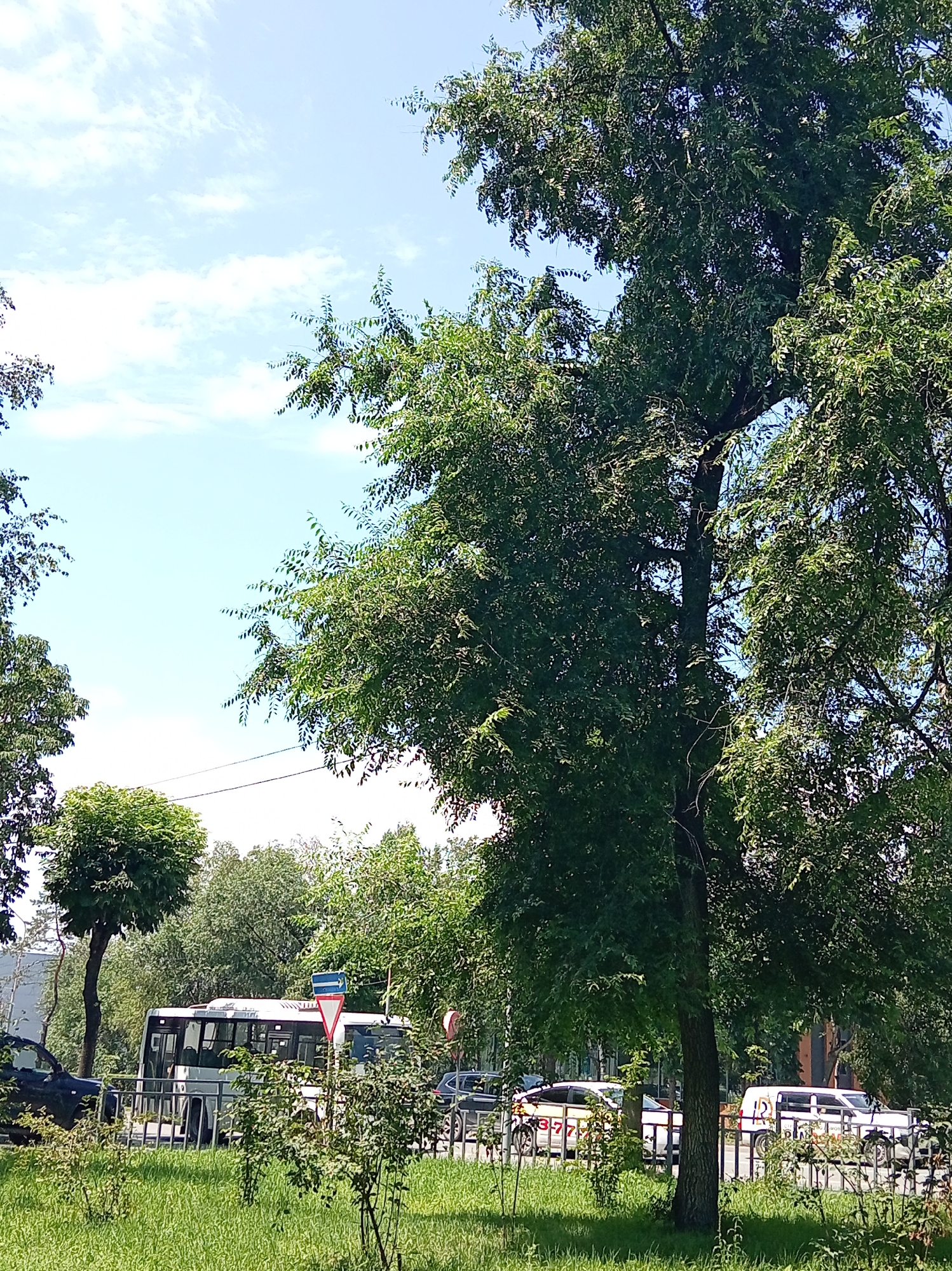 The image depicts a street scene in Artyom, Russia, on a sunny day with a partly cloudy sky. In the foreground, lush green grass and foliage are visible. A large tree with dense green leaves dominates the right side of the frame, its branches reaching upwards. A bus, appearing to be a white city bus, is stopped on the road, with its doors closed. Several cars are also present on the road, including a dark-colored car to the left and two white cars to the right, one with a red number "377" on its side. Traffic signs, including a blue rectangular sign with a white arrow and a red and white triangular sign, are positioned near the bus. The background shows more trees and buildings, suggesting an urban or suburban environment. The overall impression is a typical daytime street view with public transportation and vehicles.