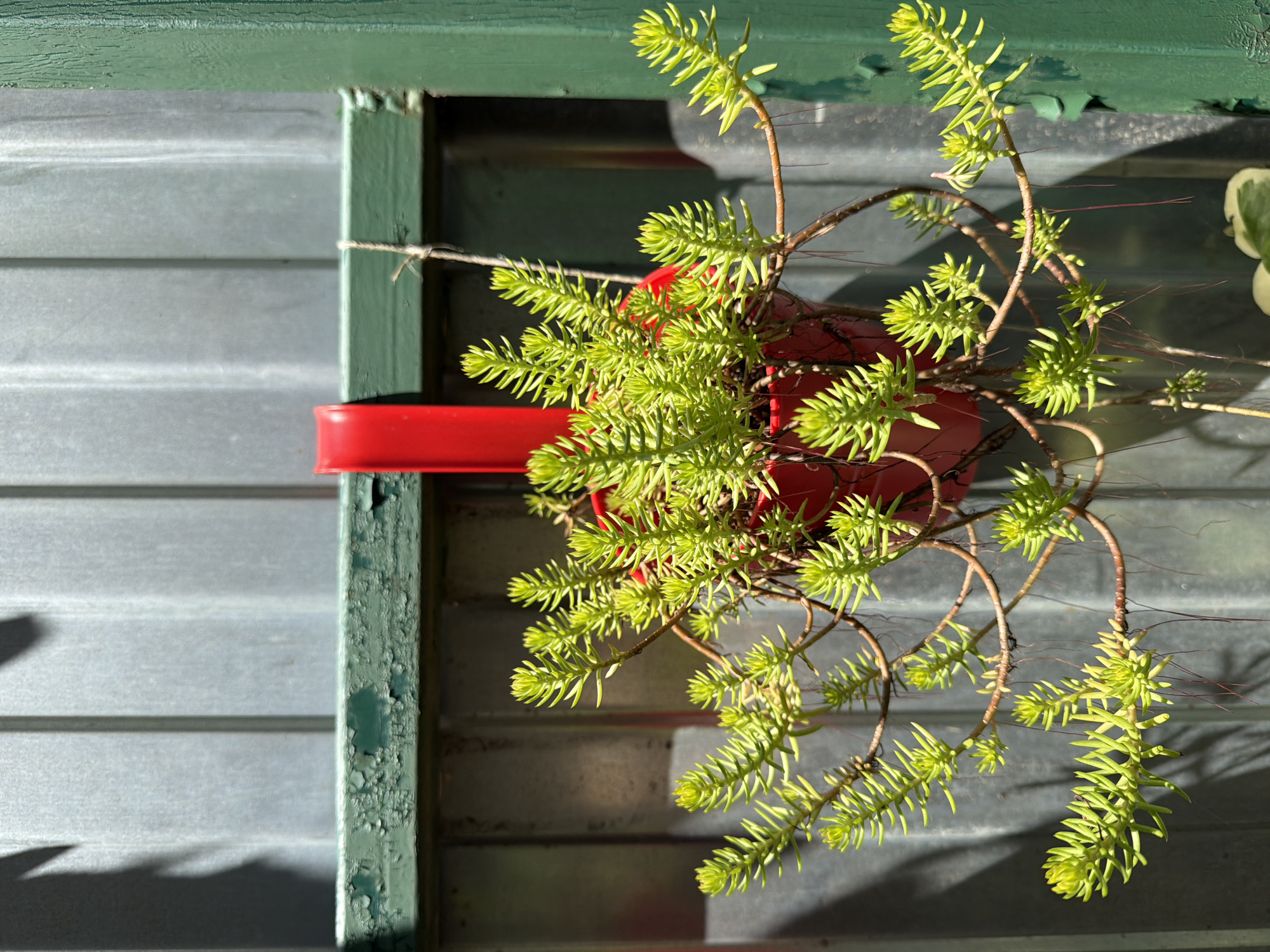 A close-up, eye-level, outdoor shot features a bright green succulent plant in a red pot, hanging from a weathered green wooden beam. The plant's delicate branches, adorned with dense, needle-like leaves, spread outwards. Thin, reddish roots dangle from some of the branches. Behind the plant, a corrugated metal fence serves as the backdrop, with a shadow cast from an unseen object on the left. To the right of the succulent, a vertical green wooden post is visible. The scene suggests a sunny day in a garden or outdoor space, potentially in the city of Krasnaya Polyana, Russia, given the context of the prompt.