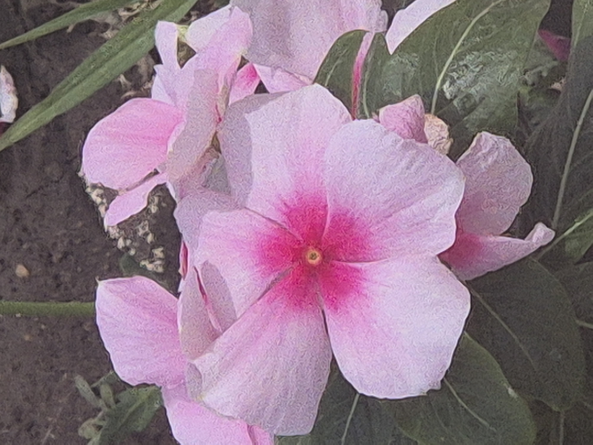 The image is a close-up, textured photograph of several pink vinca flowers in bloom. The foreground is dominated by a large, open flower with five delicate pink petals, each with a slightly lighter edge. The center of this flower is a deep, vibrant pink, transitioning to a lighter pink towards the outer edges of the petals. The stamens in the center are visible and appear yellowish. Other vinca flowers, either in full bloom or partially closed, are scattered behind the main subject, some showing pink and white hues. Dark green leaves with visible veins are interspersed among the flowers. The background is a soft blur of dark brown soil and some out-of-focus green foliage, suggesting a garden setting. The overall impression is one of natural beauty and delicate floral detail. The image does not contain any discernible human presence or any specific urban or geographical landmarks that would allow for the identification of its location in Kokshetau, Kazakhstan.