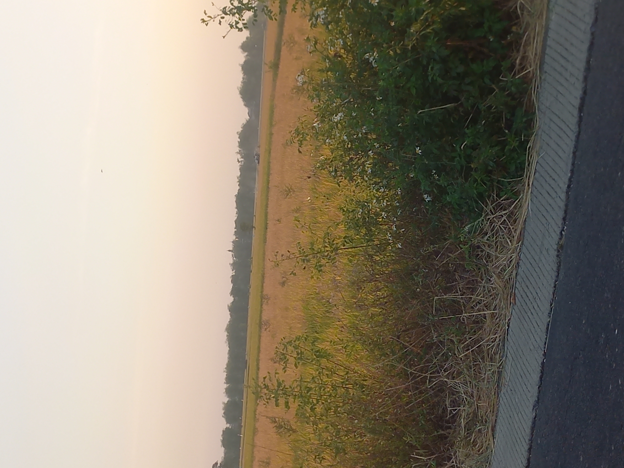 A photograph captured at eye-level shows a rural landscape in Megaluh, Indonesia. The scene depicts a vast field of golden-brown vegetation, possibly rice paddies or wheat fields, stretching into the distance. The sky above is a soft, pale orange, suggesting either sunrise or sunset. A line of trees forms a dark silhouette against the horizon, with a faint indication of buildings or structures among them. In the foreground, the edge of a road or pathway is visible, with a paved surface and a textured concrete border. Lush green foliage and dry grasses grow along the roadside, partially obscuring the field beyond. A few small white flowers are interspersed among the green plants. The overall atmosphere is serene and natural, typical of a rural setting in Indonesia.
