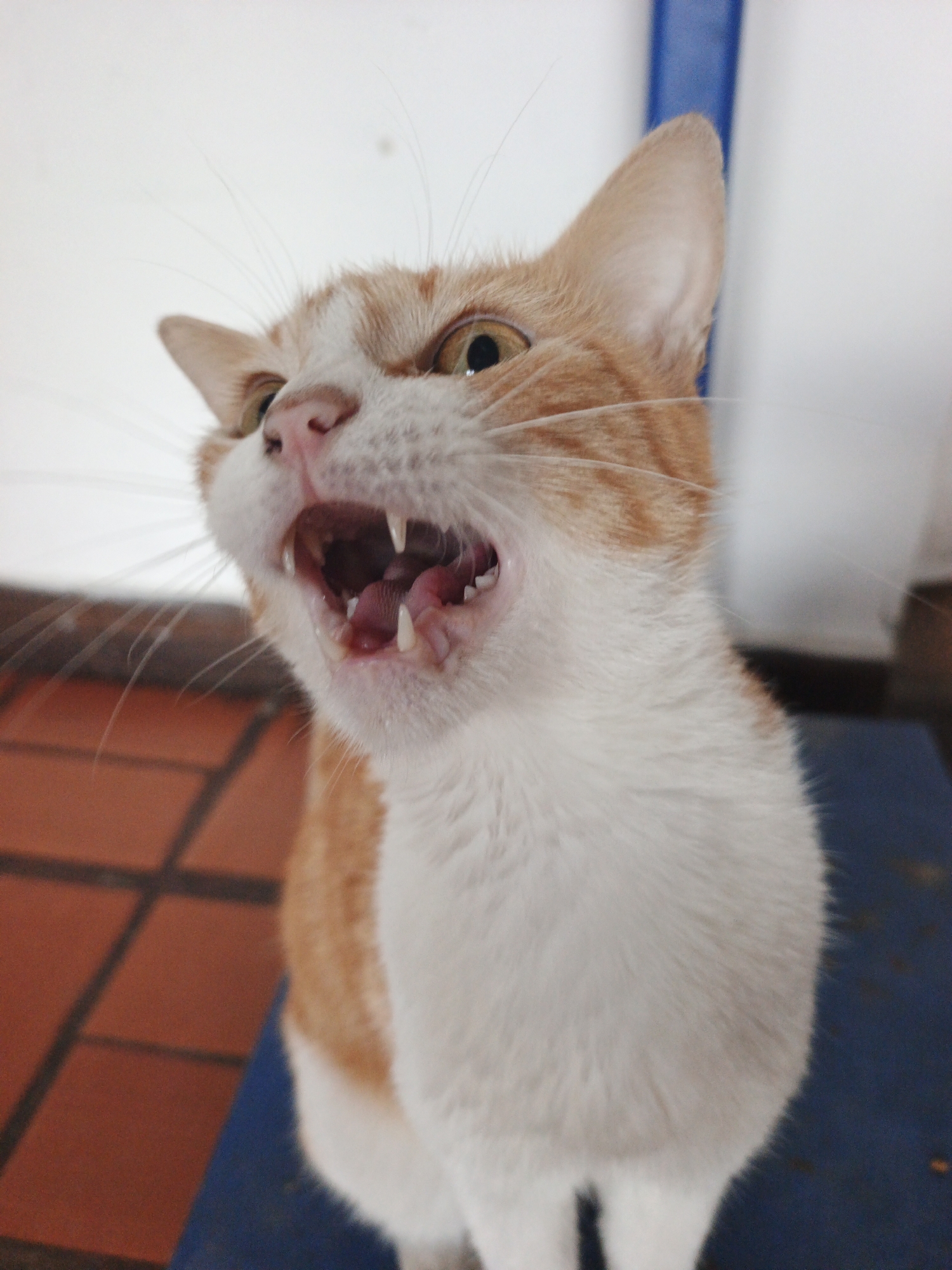 A close-up shot captures an orange and white cat in Tinaquillo, Venezuela, with its mouth wide open, revealing its teeth and tongue. The cat's eyes are visible, and its whiskers are prominent. The background includes a tiled floor, a white wall, and a blue vertical element. The cat is standing on a blue surface.