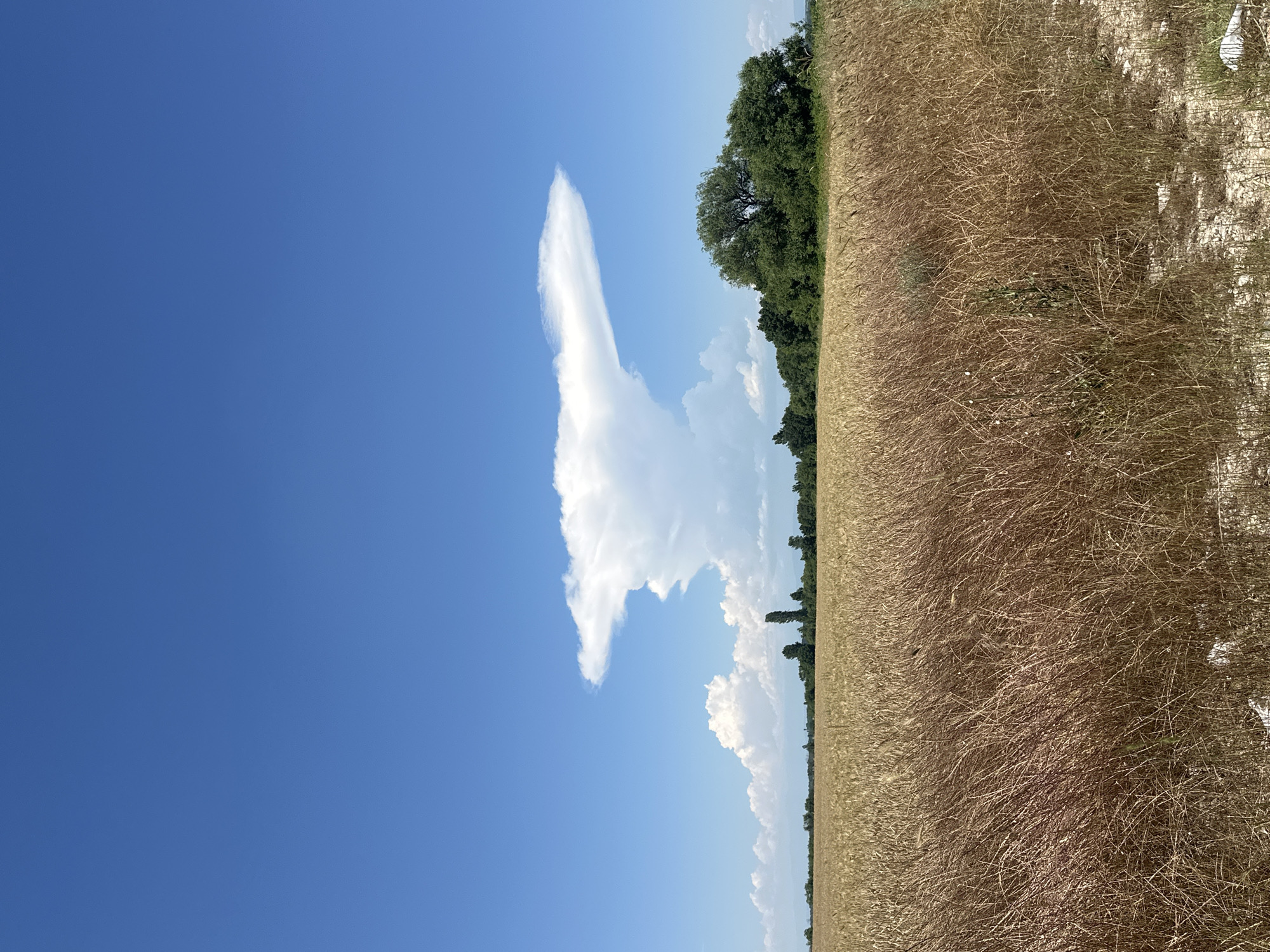 The image depicts a vast, dry wheat field under a clear blue sky. A distinctive, anvil-shaped cloud dominates the upper center of the sky, resembling a mushroom cloud. To the right, a dense line of green trees forms the horizon, with a few solitary trees scattered in the distance. The foreground is filled with the golden stalks of wheat, some appearing dry and brittle. A small amount of white debris is visible on the ground in the lower right corner. The scene suggests a rural setting, possibly in or around Muldava, Bulgaria, given the agricultural landscape. There are no people or animals visible in the frame.