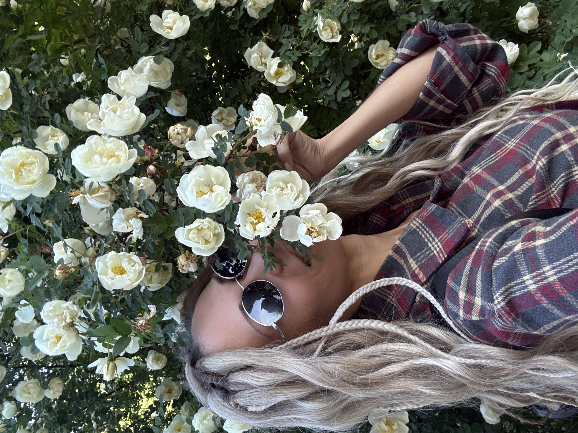 The image shows a person, likely female, positioned amongst a dense bush of white roses. The person's head is towards the bottom right of the frame, tilted as if leaning back or lying down, with their body extending diagonally upwards to the left. They have long, light blonde hair, some of which is styled in visible white braids, and are wearing a dark grey and red plaid shirt with beige accents. Round, dark sunglasses cover their eyes.
One hand is gently holding a cluster of white roses near their face, while other roses are scattered across and around their head and shoulders. The white roses have noticeable yellow centers, and the surrounding foliage is a vibrant green. Many of the roses are in full bloom, though some show signs of wilting.
The lighting suggests a bright, clear daytime, possibly sunny, with soft shadows. The overall scene conveys a tranquil interaction with nature. There is no visible text in the image. The location is specified as Rusanovo, Russia, implying the setting is a garden or natural area there.