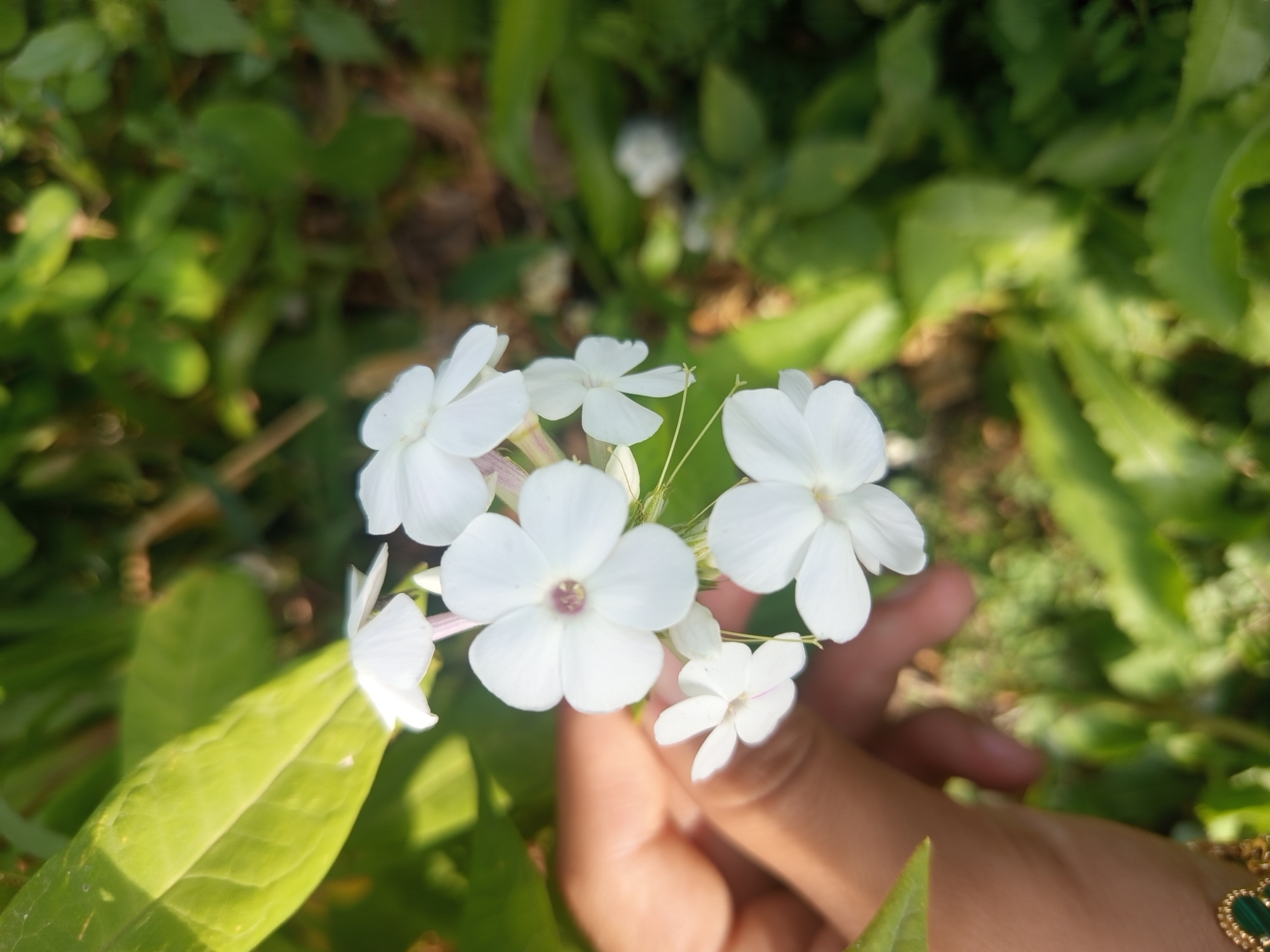 A close-up, vertical, eye-level shot showcases a cluster of delicate white flowers with a hand gently holding a few of them. The flowers, with their five distinct petals and small, purple-pink centers, are the primary focus. A portion of a person's hand, with visible skin tone and fingernails, is in the lower left quadrant, fingers delicately supporting the blossoms. The background is a soft blur of vibrant green foliage, suggesting an outdoor environment with dappled sunlight creating highlights and shadows. A hint of a gold and green bracelet can be seen on the wrist of the hand. The image does not provide any specific visual cues to place it in Jardy-Su, Kyrgyzstan, or any other specific city.