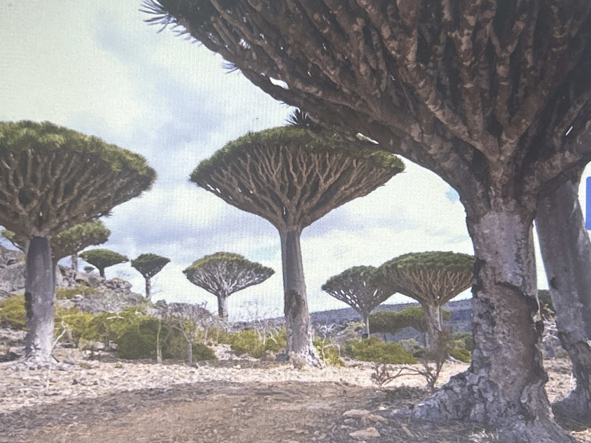 The image depicts a dry, rocky landscape dotted with several distinctive trees. These trees are characterized by thick, gnarled trunks and a dense, umbrella-shaped canopy of green foliage. The ground is covered with stones and sparse vegetation. The sky is overcast with clouds. The scene is arid and appears to be a natural, undeveloped area. There are no people or buildings visible in the image. The location is identified as being in the city of Sofia, Bulgaria.