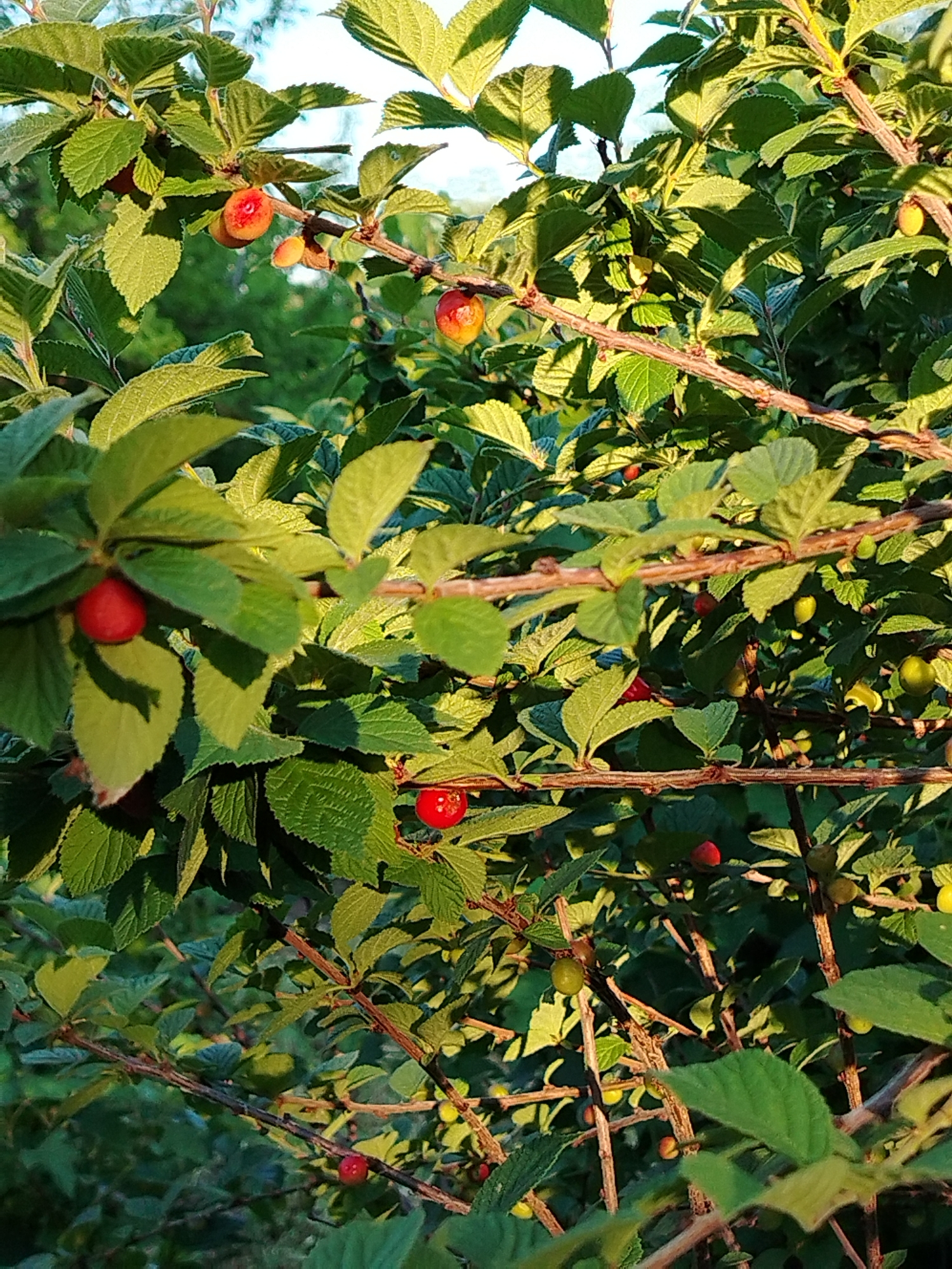The image is a close-up, eye-level shot of a cherry tree with ripe and unripe cherries. The cherries are predominantly red, with some appearing orange or yellow, indicating different stages of ripeness. They are clustered on thin, brown branches adorned with vibrant green leaves. The leaves are varied in size and shape, some catching the sunlight, creating a dappled effect. The background is a blur of green foliage and hints of the sky. The lighting suggests it is daytime, possibly late afternoon or early morning, given the warm, golden quality of the light. The scene is natural and appears to be outdoors, in a location that is not specified beyond "Unknown, Unknown." There are no people or animals visible in the image.