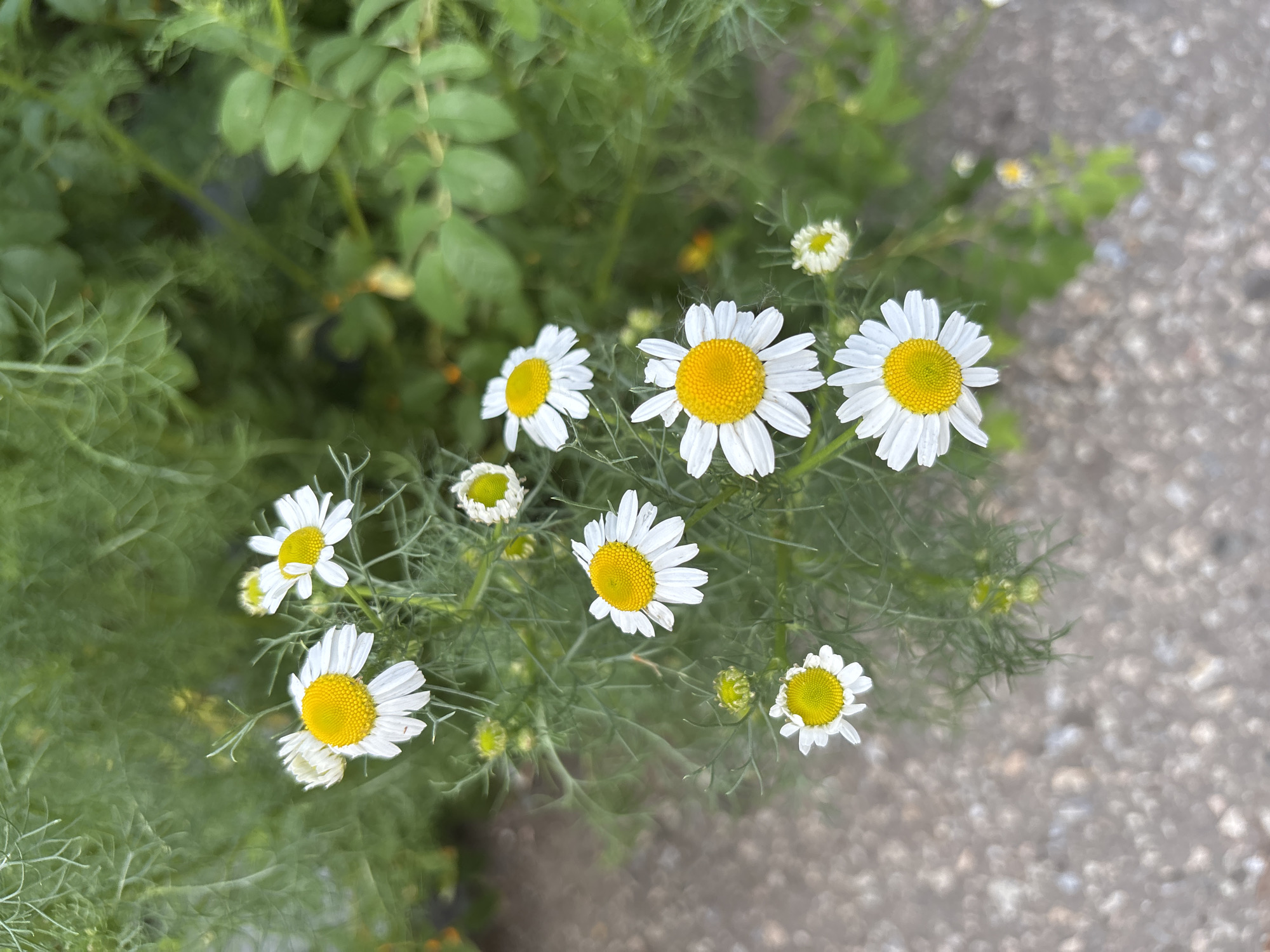 The image shows a close-up view of several chamomile flowers with white petals and yellow centers, set against a blurred background of green foliage and a grey, pebbled surface that appears to be pavement. Some of the flowers are in full bloom, while others are in bud stage. The lighting suggests it is daytime. The scene is a natural setting, likely a garden or roadside in Blagoveshchensk, Russia. There are no people or animals visible.