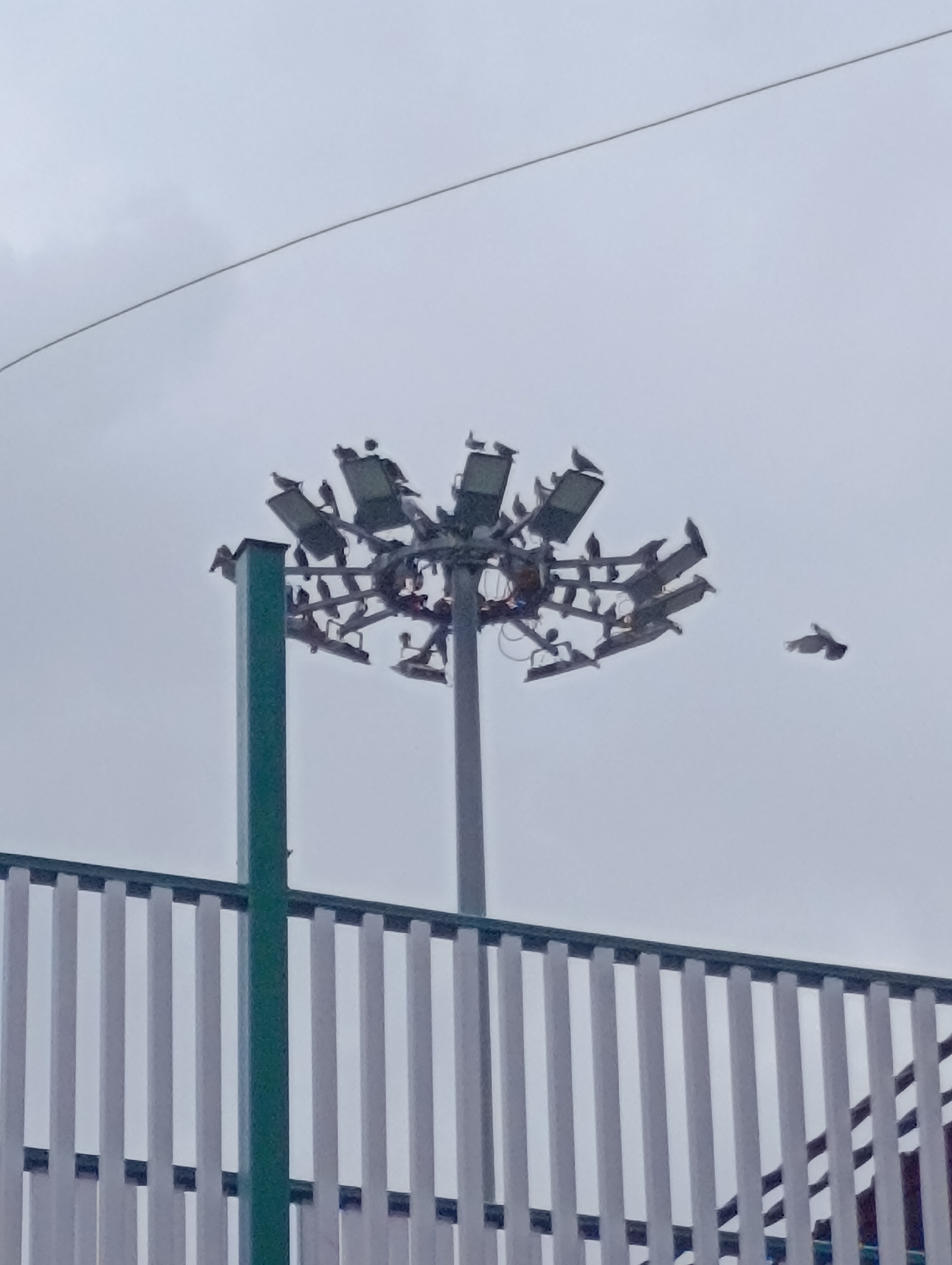 A high-angle, medium shot captures a cluster of pigeons perched on a tall, industrial light pole against a uniformly overcast sky. The light pole is equipped with multiple large, rectangular light fixtures, some of which are occupied by birds. A green vertical beam is visible on the left side of the frame, suggesting a part of a structure. In the foreground, a white, slatted fence runs horizontally across the bottom of the image, partially obscuring the lower portion of the light pole and its base. The sky is a muted grey, providing no discernible features or depth. A single pigeon is captured mid-flight to the right of the light pole. The image does not contain any recognizable landmarks or context that would allow for pinpointing the location within Manali, India.