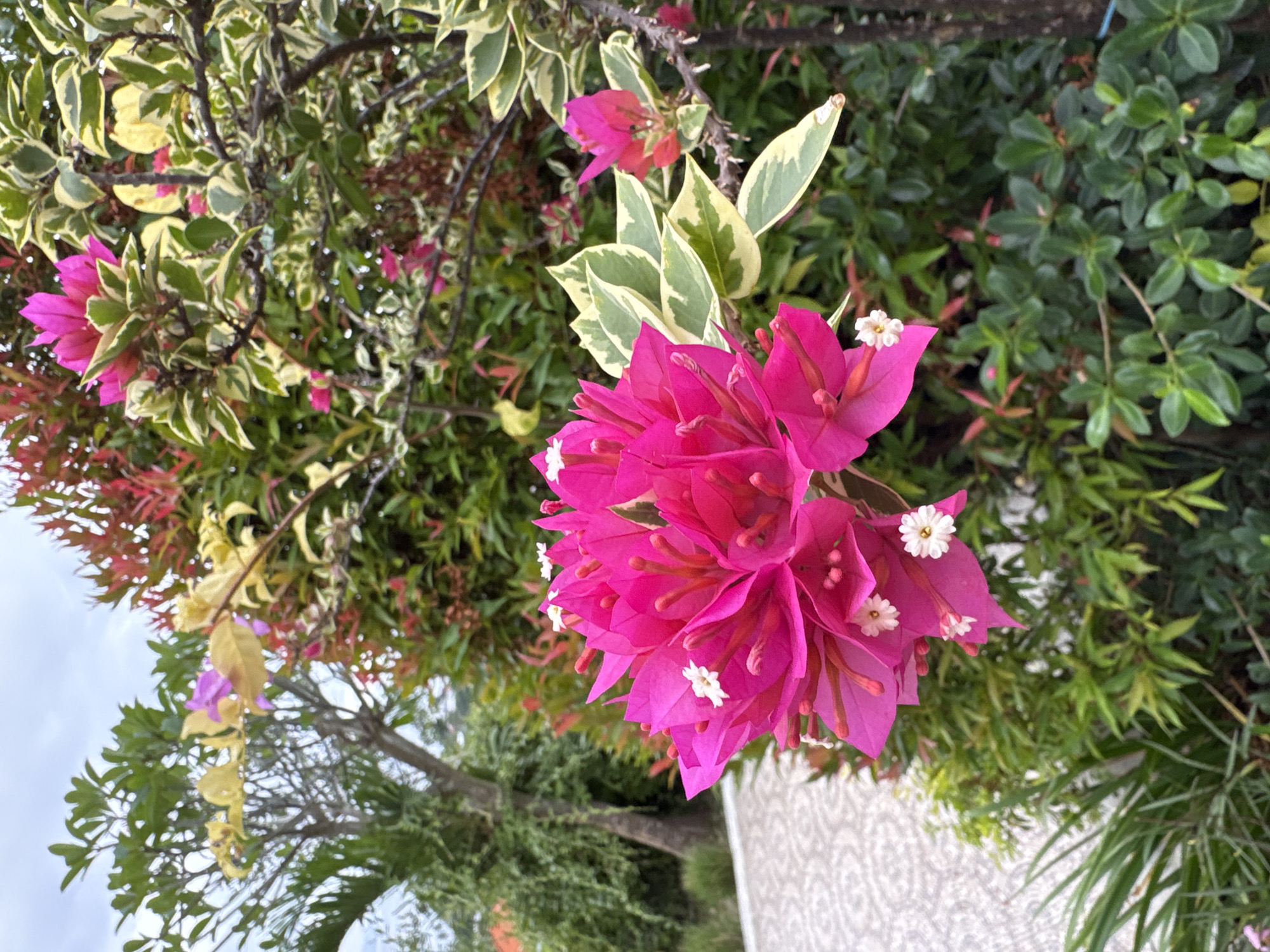A close-up shot captures a cluster of vibrant pink bougainvillea flowers in the foreground. The flowers are detailed, with delicate white centers and thin, elongated stamens. Behind the bougainvillea, a variety of lush green foliage forms the backdrop. The leaves exhibit different shades and textures, suggesting a diverse garden or natural setting. In the mid-ground, a tree with reddish and variegated leaves adds a splash of color and depth. To the left, a pathway with a mosaic-like pattern is partially visible. Further in the background, more greenery and hints of buildings can be seen under a cloudy sky. The overall scene depicts an outdoor garden environment, likely in a tropical or subtropical location. The presence of tropical plants and the general ambiance suggest the photo was taken in Nusa Penida, Indonesia.