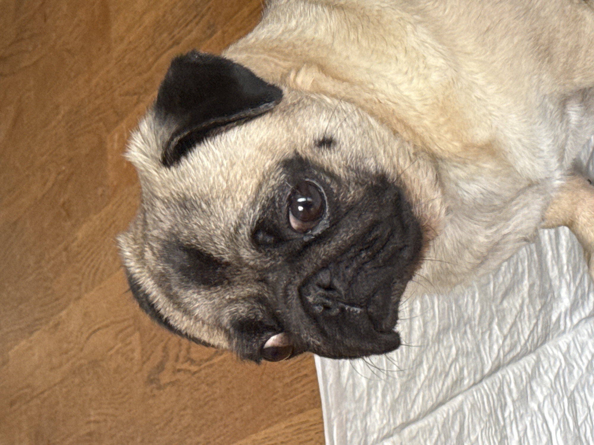 A pug dog is shown from the chest up, looking to the left of the frame. The dog is light tan with black markings on its face and ears. Its eyes are dark brown and appear slightly bulging. The dog is sitting on a white, crinkled surface, possibly a pee pad, with a wooden floor visible in the background. The lighting is bright, creating some shadows and highlighting the texture of the dog's fur and the floor.