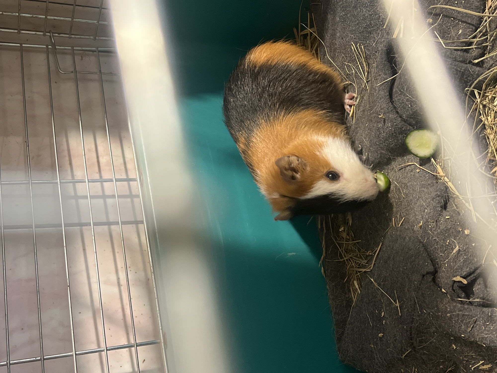 A guinea pig is eating cucumber slices on a dark gray blanket with straw. The guinea pig has brown, black, and white fur and pink feet. The cage has metal bars in the background and a teal plastic base. The location is unknown.