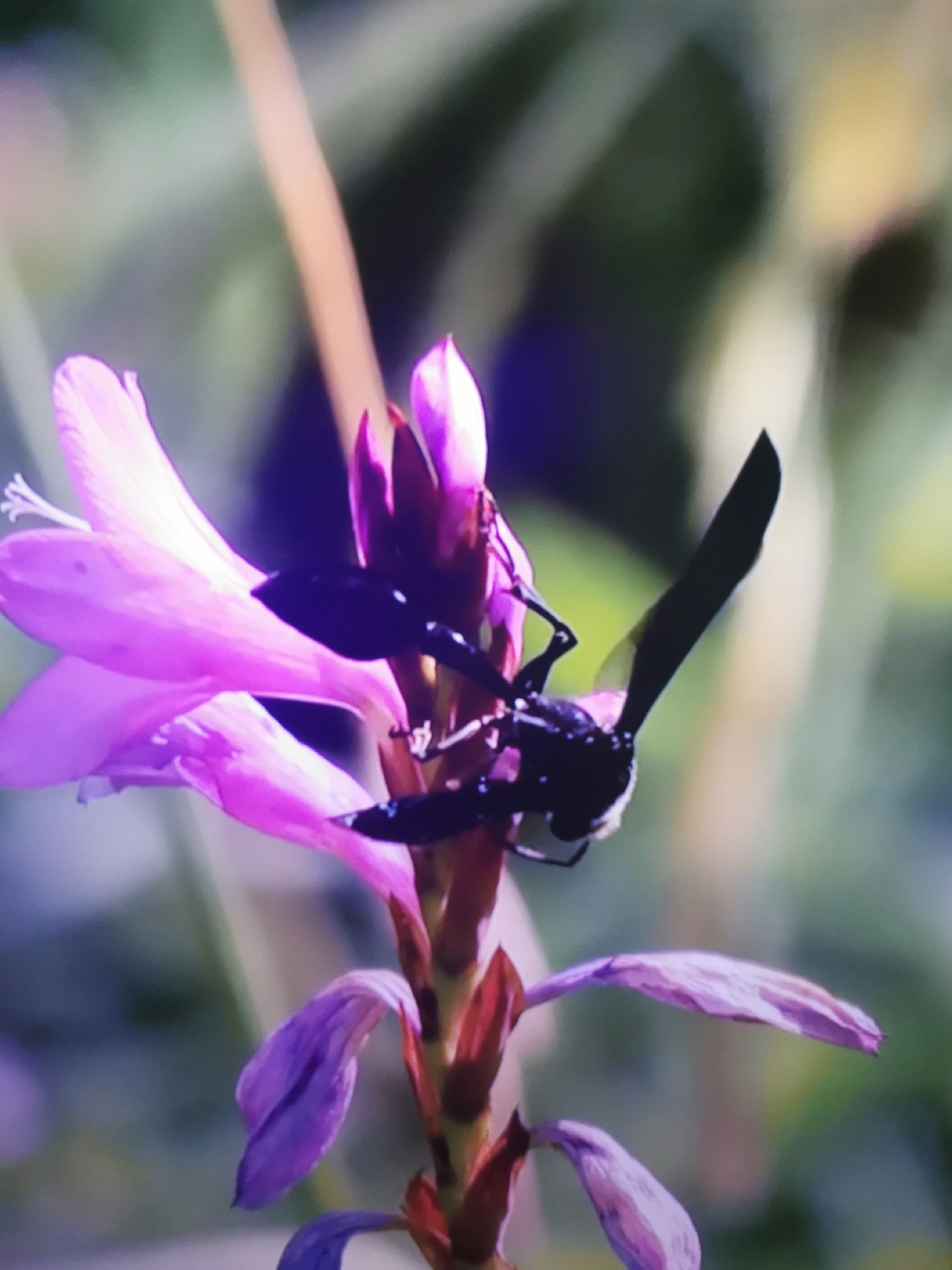 The media file shows a close-up, slightly blurry shot of a black wasp on a purple flower. The wasp is positioned on the flower's stem, with its body and wings clearly visible. The flower has large, vibrant purple petals and appears to be in bloom. The background is out of focus, showing hints of green foliage and a vertical, light-colored stem. The lighting suggests it is daytime, and the overall scene is natural and outdoors, likely in a garden or meadow. There is no visible text in the image. The location context is Dnipro, Ukraine.