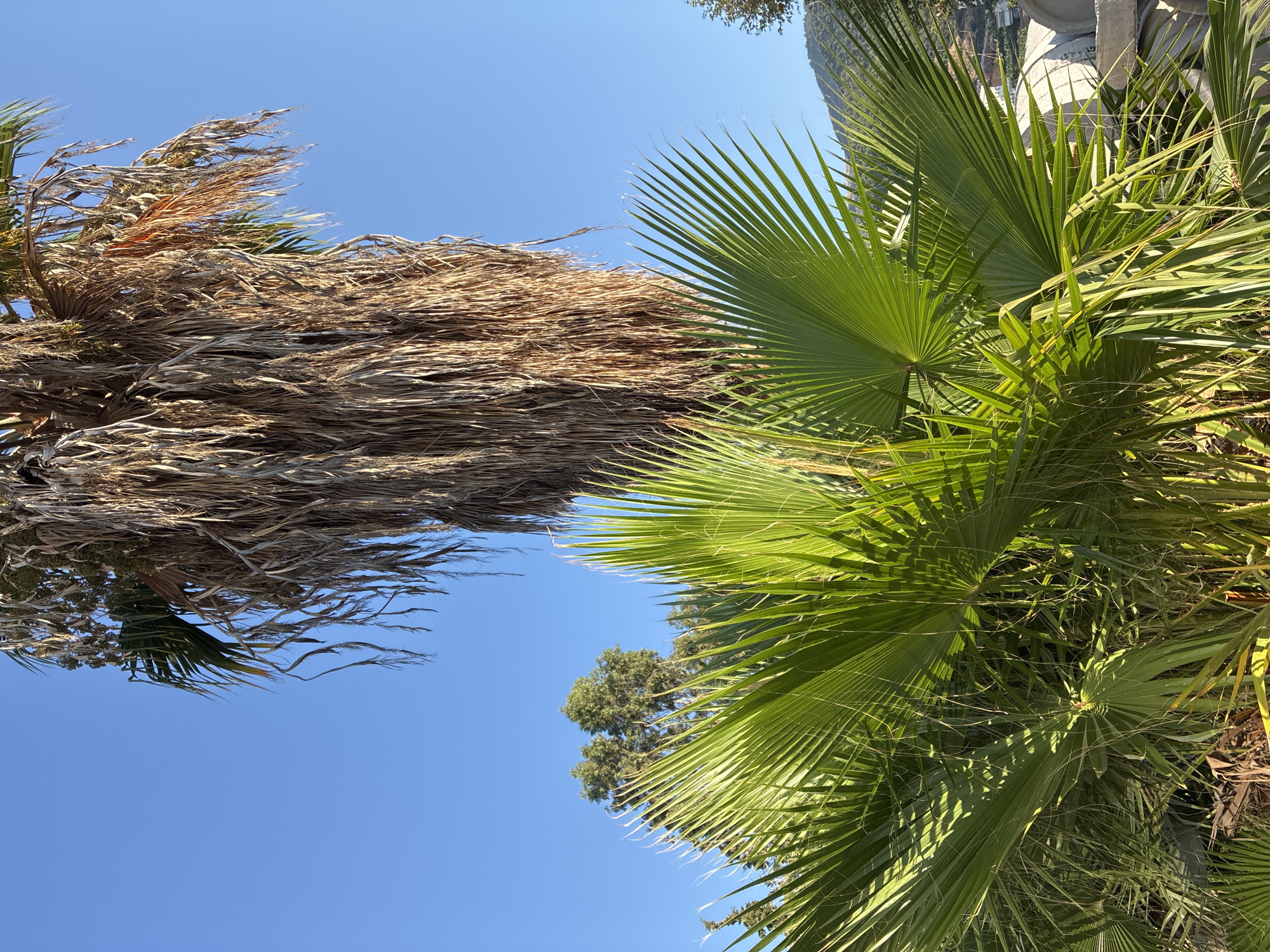 The image shows a close-up view of lush green palm fronds in the foreground, illuminated by sunlight, with a tall, dry, brown palm tree trunk behind them. The sky is a clear, bright blue. In the background, there are more trees, a hillside with some buildings, and what appear to be large concrete structures. The scene suggests a sunny day in a warm climate, likely in a coastal or Mediterranean region. The location is Alanya, Turkey, and the image captures a typical Mediterranean flora and architecture. No people or actions are visible.