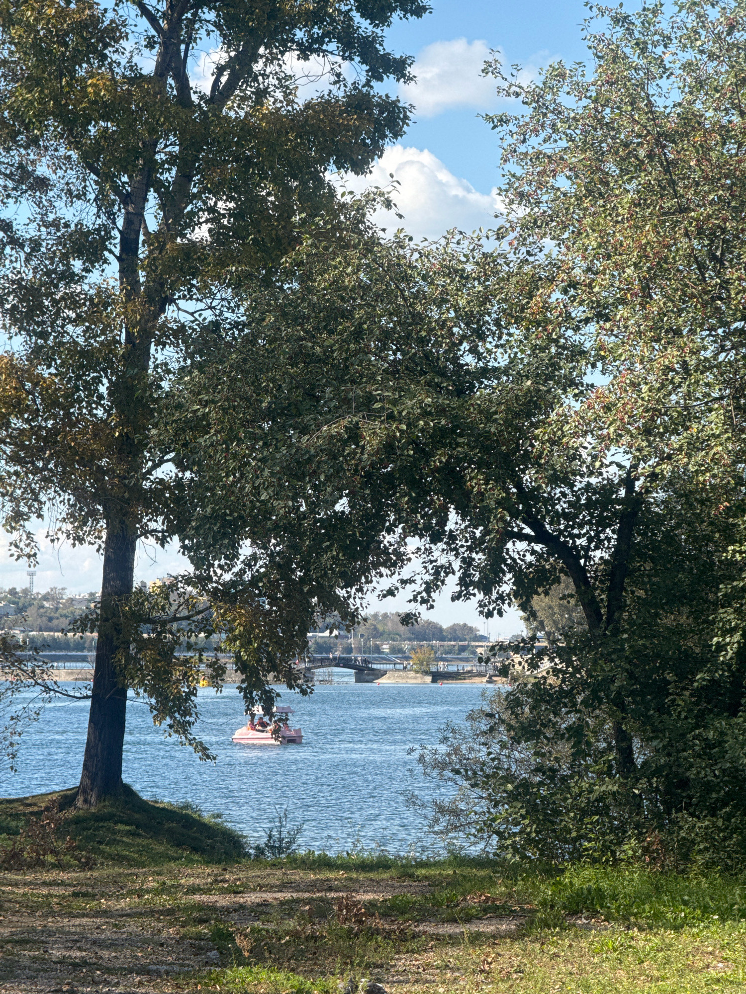 A serene view of a calm, blue body of water is captured, likely a river or lake, under a bright, partly cloudy sky. The foreground is dominated by the lower trunks and dense foliage of mature trees, with dappled sunlight illuminating patches of dry grass and fallen leaves on the ground. In the middle ground, a small, pink paddleboat with at least two visible occupants navigates the water. Beyond the paddleboat, a bridge with pedestrian walkways stretches across the water, and in the distance, the outline of buildings and structures suggests an urban or suburban setting. The overall impression is one of a tranquil day outdoors, with a blend of natural elements and man-made infrastructure. This scene is located on the Angara River in the city of Irkutsk, Russia.