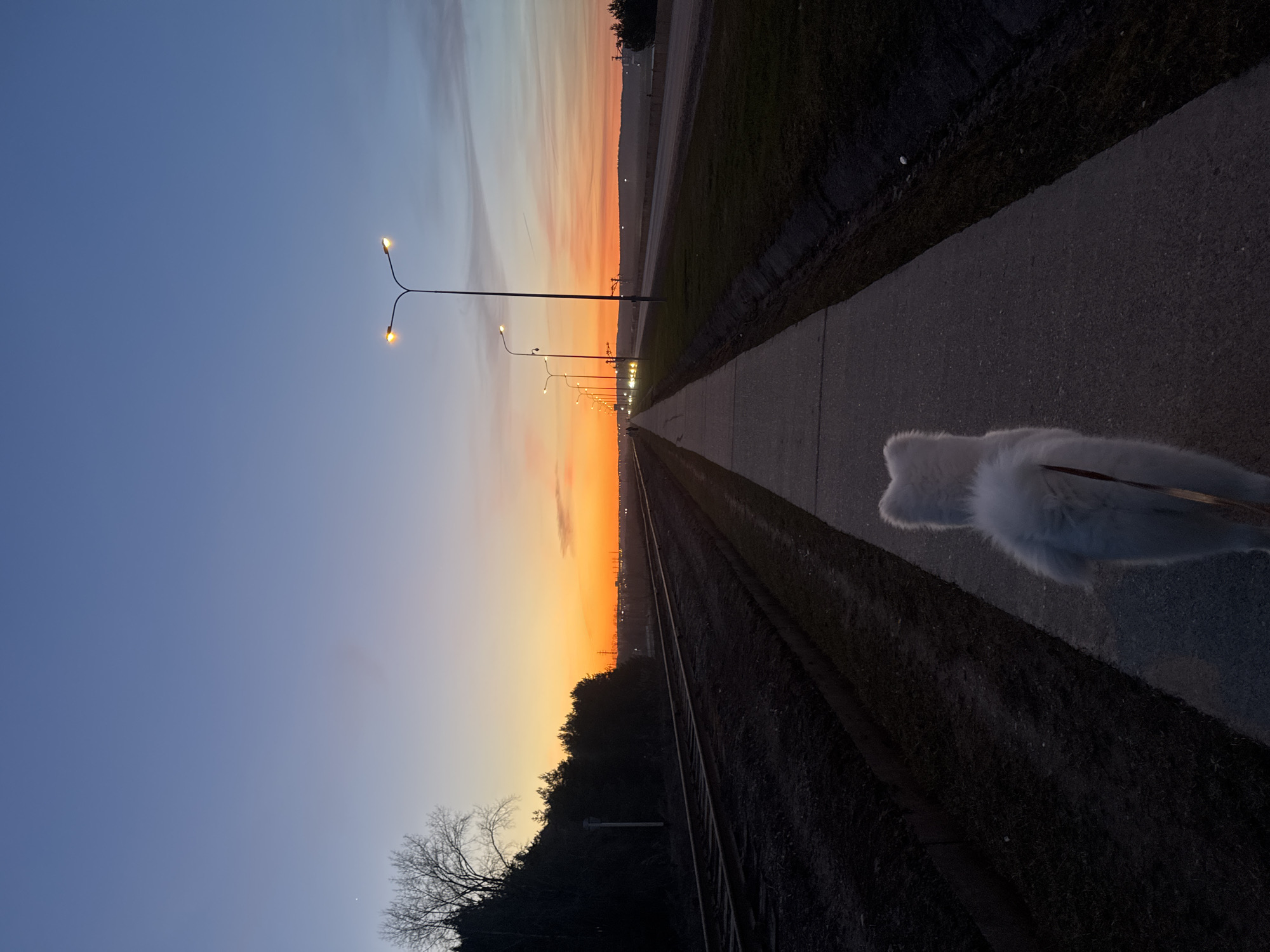 The image depicts a serene twilight or dawn scene in Chaikovsky, Russia, characterized by a striking sky gradient and urban infrastructure. The sky transitions from a deep blue on the left to vibrant orange and yellow hues near the horizon on the right, suggesting either sunrise or sunset. Faint clouds are visible in the upper blue portion.
In the foreground, a paved pathway runs along the left side of the frame, paralleled by railway tracks on the right. A series of tall streetlights, each with two warm yellow glowing lamps, line the paved path, extending far into the distance and creating a strong vanishing point perspective.
On the paved path, in the lower left section, the back and tail of a fluffy white animal, likely a dog on a leash, are partially visible. Beyond the railway tracks, a line of dark, silhouetted trees and distant structures can be seen against the brightly lit horizon. The streetlights are illuminated, indicating the low light conditions of either early morning or late evening. The scene conveys a sense of quiet and calm. There is no visible text.