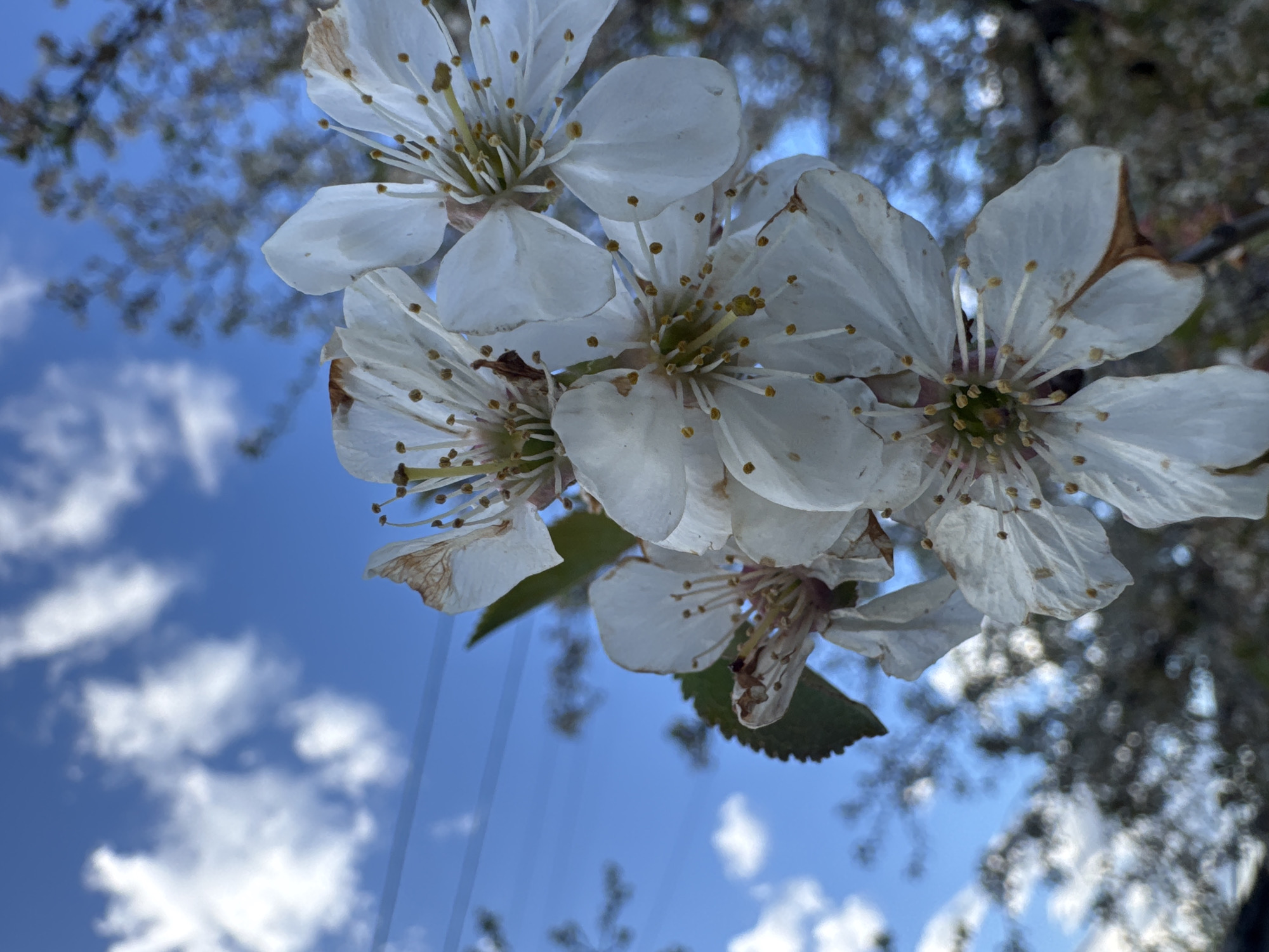 An upward-angled close-up shot captures a cluster of white blossoms from a tree, likely a cherry or plum, set against a bright blue sky with scattered white clouds. The flowers are the primary focus, appearing in the foreground with sharp detail. Each flower features five delicate white petals, some showing minor browning or signs of age at the edges. Numerous slender stamens with tiny yellow-brown anthers extend from the center of each bloom. Small green leaves are partially visible, intertwined with the flower stems.
In the background, the sky dominates the upper and lower left portions of the frame, showcasing patches of white, fluffy clouds. The rest of the background is softly blurred, revealing out-of-focus tree branches and foliage, suggesting a sunny day in a natural outdoor setting. Faint, thin lines, possibly power lines, can be discerned cutting across the blue sky in the middle-right section. The overall impression is one of early spring, capturing the natural beauty and freshness of the season in Kryvyi Rih, Ukraine. There is no visible text in the image.