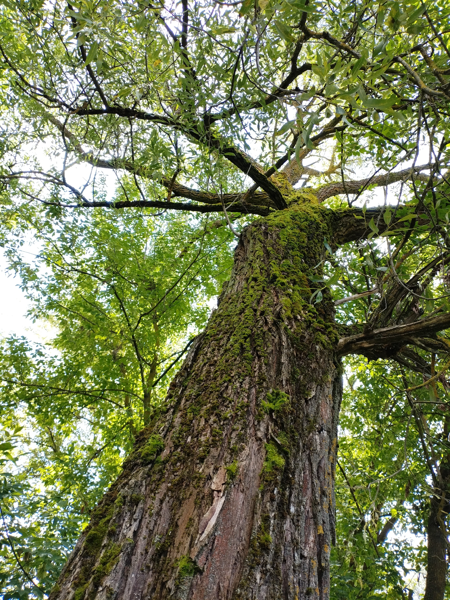 An upward-view, full-frame shot captures the trunk and canopy of a moss-covered tree. The thick, textured bark of the trunk is heavily adorned with vibrant green moss. Large branches, also mossy, extend upwards and outwards, disappearing into a dense canopy of green leaves. Sunlight filters through the leaves, creating a bright, dappled effect against a pale sky. The overall impression is one of natural abundance and a close-up perspective on a single, weathered tree.