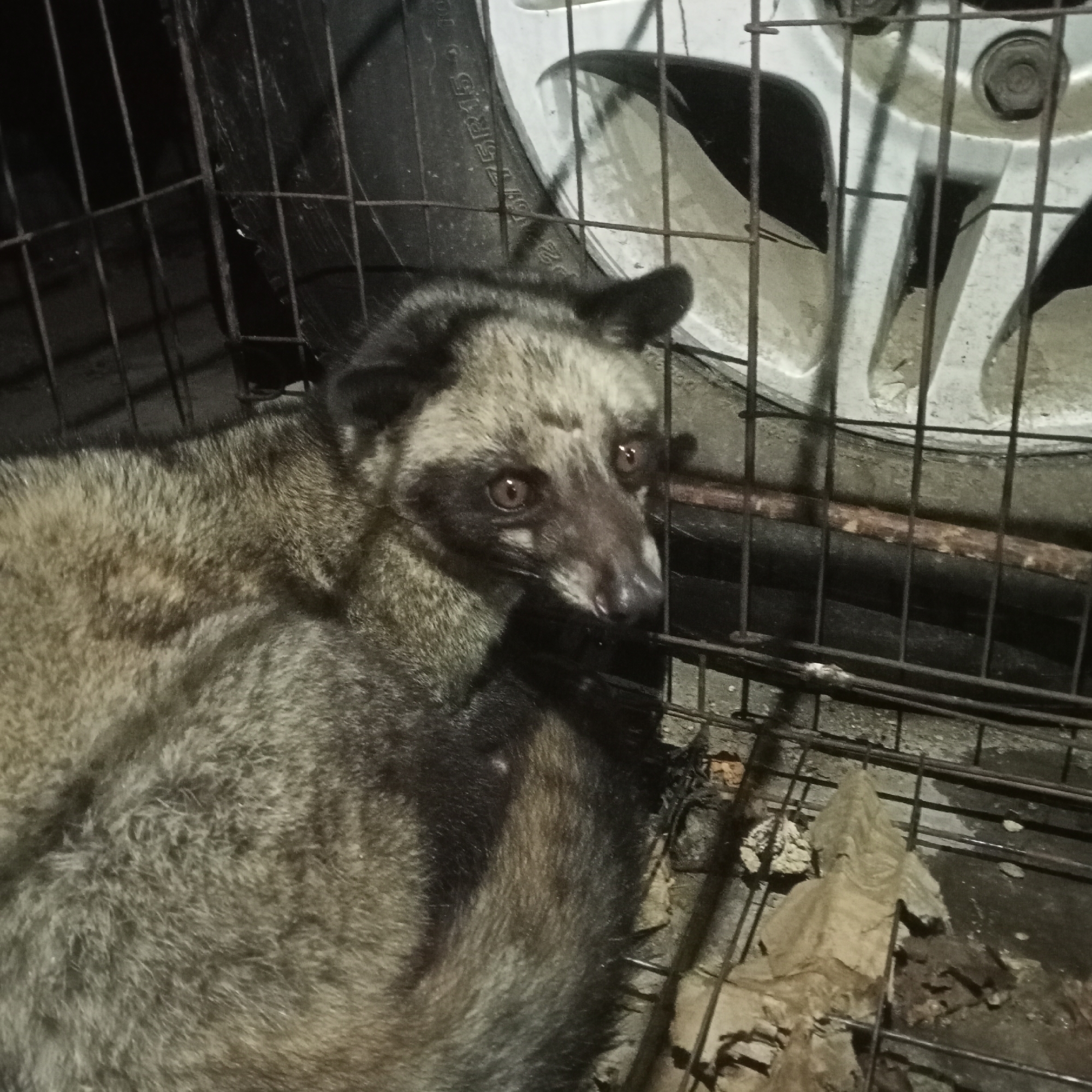 In Ketowan, Indonesia, a civet is confined within a wire cage. The cage appears to be constructed of metal bars, with some rust visible. The civet is the primary subject, with its face and upper body clearly visible. Its fur is a mixture of brown and grey, with distinct dark markings around its eyes. The civet's eyes are open and appear alert. Behind the cage, a tire and part of a vehicle's wheel are visible, suggesting the cage is located near a road or parking area. The ground within the cage is littered with dry leaves and debris. The overall lighting is dim, indicating the photograph was likely taken at night or in low-light conditions.