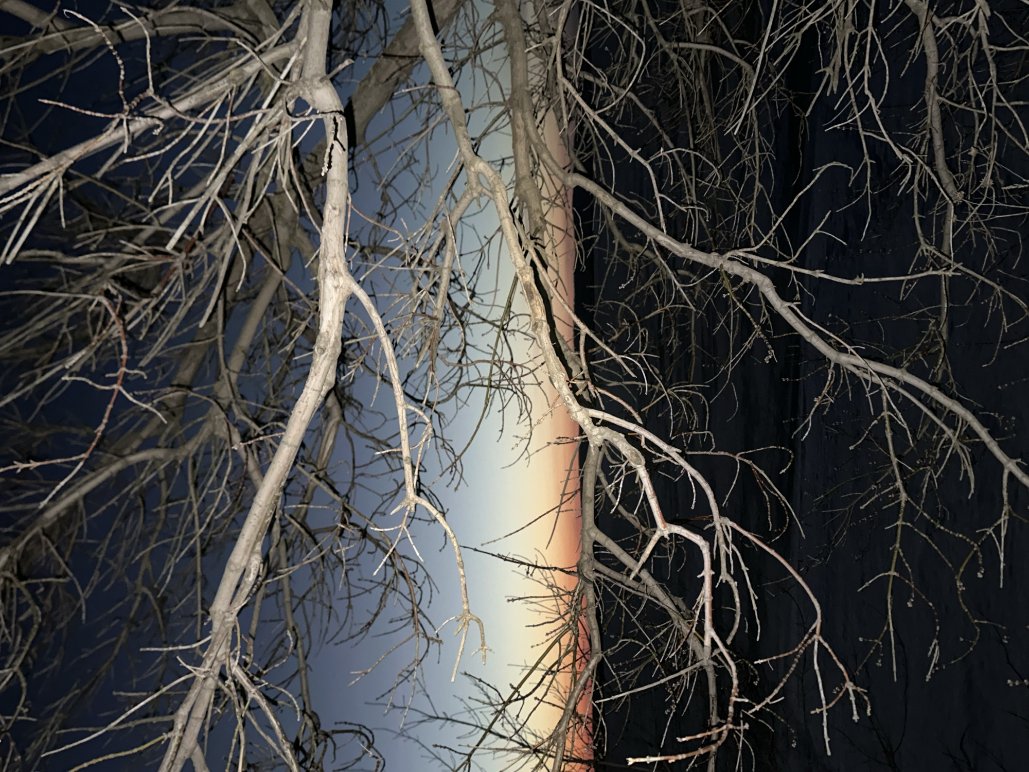 The image shows a view upwards through bare tree branches against a darkening sky. The sky exhibits a gradient of color, transitioning from blue to a reddish-orange, suggesting either a sunset or sunrise. The branches are devoid of leaves, indicating either the late autumn or winter season. The specific location in Chaikovsky, Russia cannot be determined from visual evidence alone.