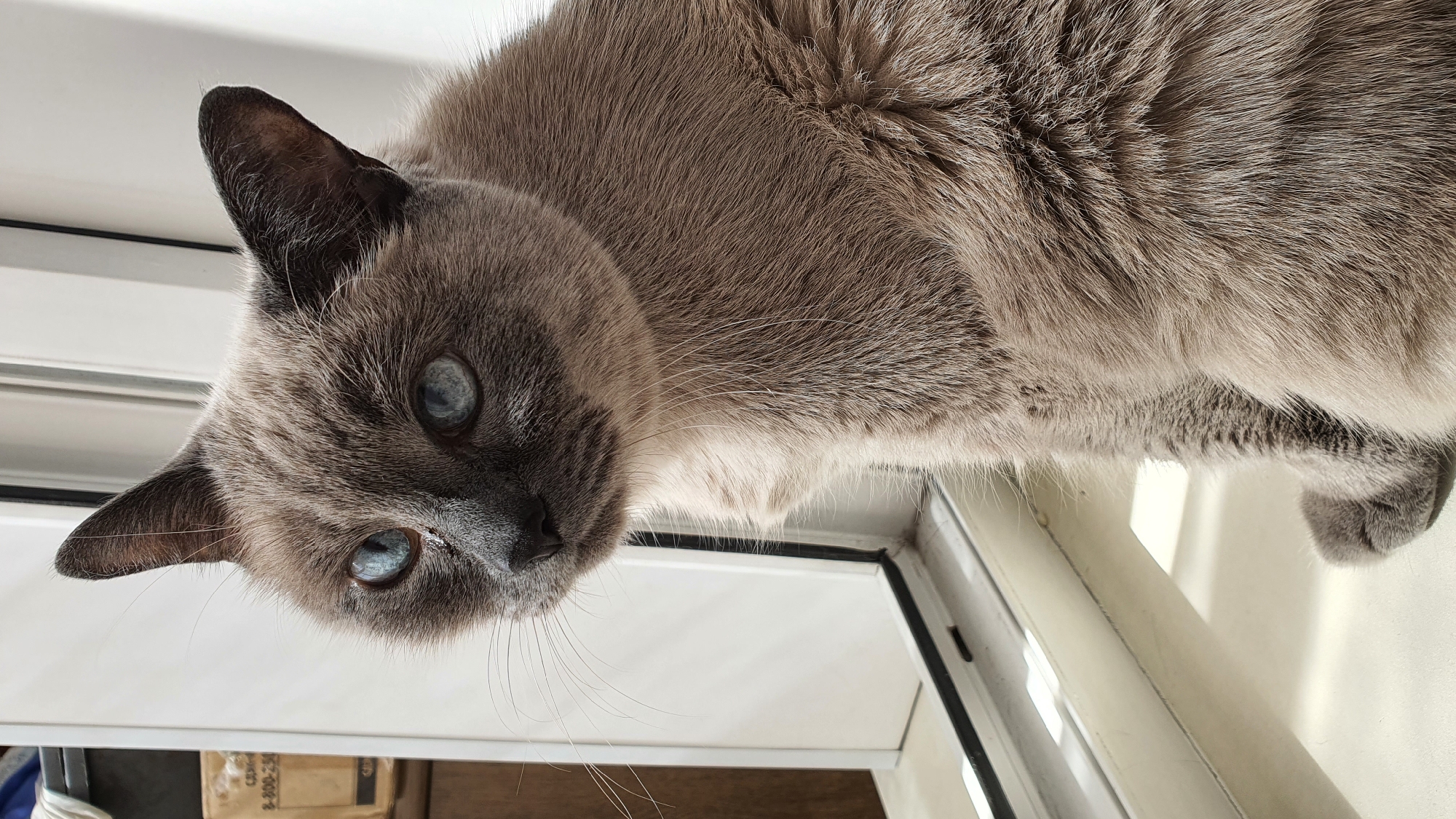 A close-up, eye-level shot shows a Siamese cat with blue eyes and grey fur sitting on a white windowsill. The cat is looking to the left with its head slightly tilted. Sunlight streams in from the left, casting shadows on the windowsill and the cat's fur. In the background, a white window frame is visible, along with a cardboard box. This image was likely taken in an apartment in Krasnoyarsk, Russia, given the context.