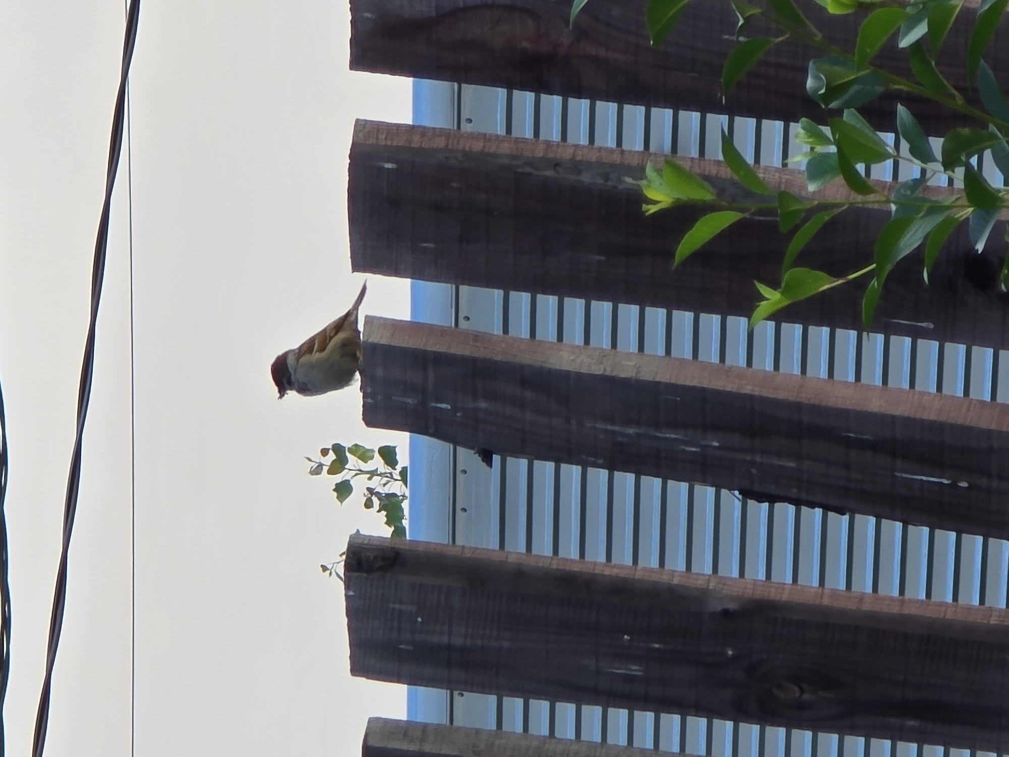 A solitary, small, brown and white bird is perched on top of a wooden fence post. The bird is facing to the left, with its head turned slightly to the right. The fence is made of dark brown, weathered wooden planks. Behind the fence, a corrugated metal surface is visible, which appears to be a wall or the side of a building. Above the fence, a white, overcast sky can be seen, with two dark wires running horizontally across the top of the frame. In the background, between two fence posts, a small green plant with several leaves is growing. The overall scene is outdoors, suggesting an urban or suburban environment in Yermailovo, Russia.