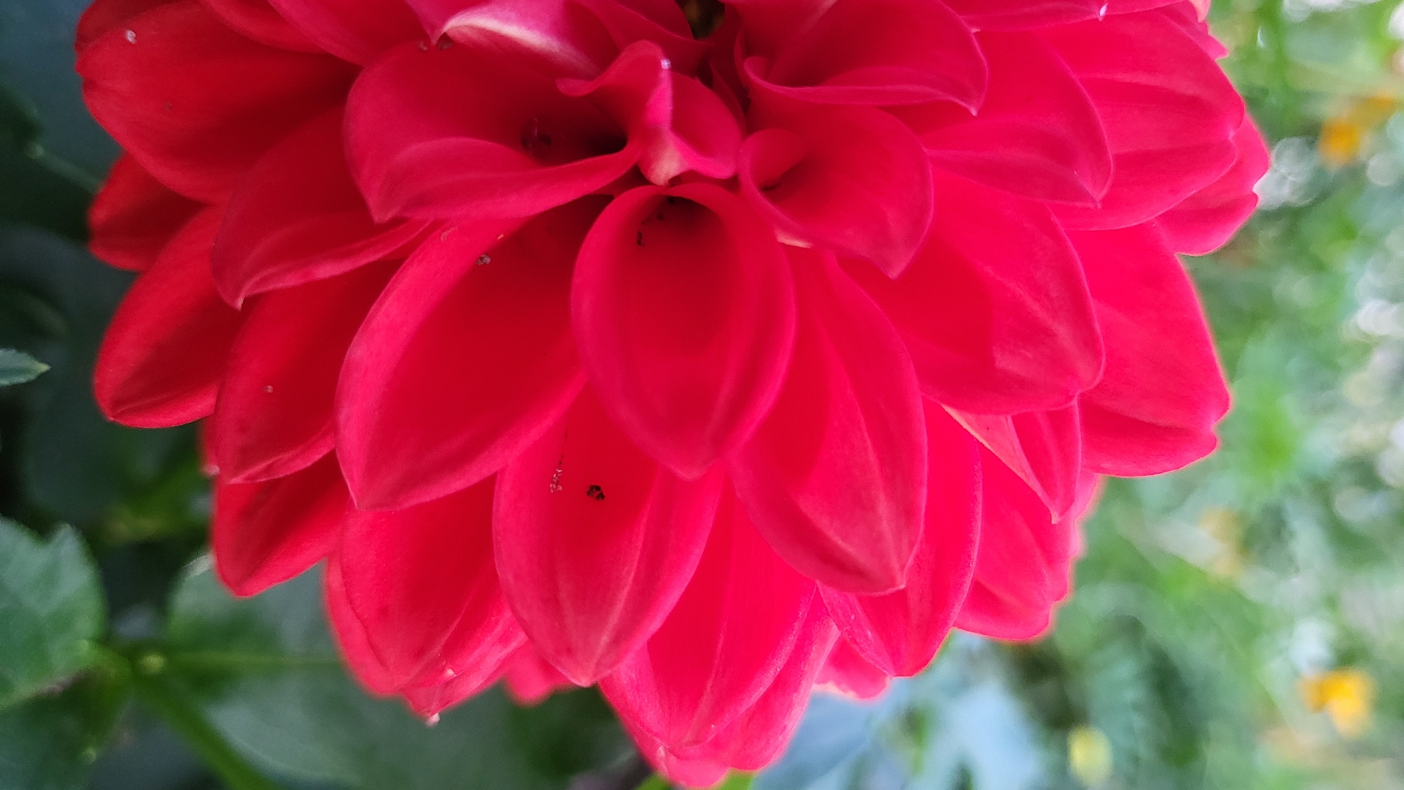 A close-up, vertical, eye-level shot captures the vibrant red petals of a dahlia flower. The petals are densely layered, creating a full and complex bloom with deep shadows and highlights. Small, dark specks, possibly insects or debris, are visible on some of the petals. The background is a soft-focus blur of green foliage and distant, out-of-focus yellow and white shapes, suggesting an outdoor garden setting. The image is taken in Markovskii, Russia.