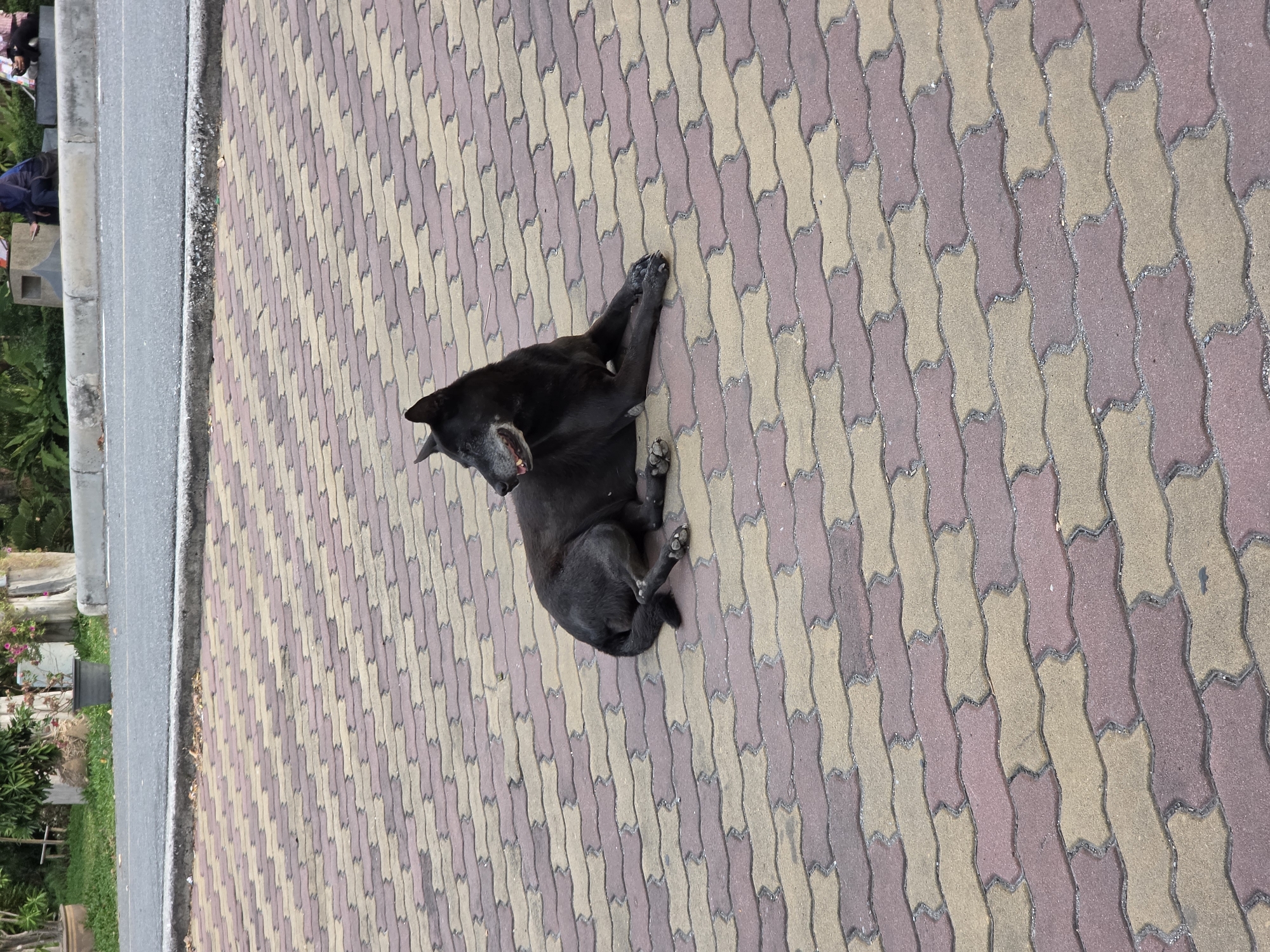 The image depicts an outdoor scene in Pattaya City, Thailand, during daylight hours. The main subject is a black dog lying relaxed on a patterned paved surface. The dog is positioned diagonally across the frame, looking towards the viewer with its mouth slightly open, possibly panting or relaxed. Its front paws are extended, and its body is stretched out on the ground.
The ground is covered with interlocking concrete paving stones, arranged in alternating stripes of tan/light brown and reddish-brown, creating a distinct zigzag pattern. To the left of the paved area, a grey concrete curb separates it from an asphalt road. Beyond the road, there is a strip of lush green grass and dense tropical foliage, including trees and bushes. In the background on the far left, partially obscured, are a few indistinct figures of people, one appearing to be sitting near a concrete structure and a trash bin.
The lighting is bright and even, indicating a clear day. The setting appears to be a public pedestrian area or sidewalk alongside a road. There is no visible text in the image.