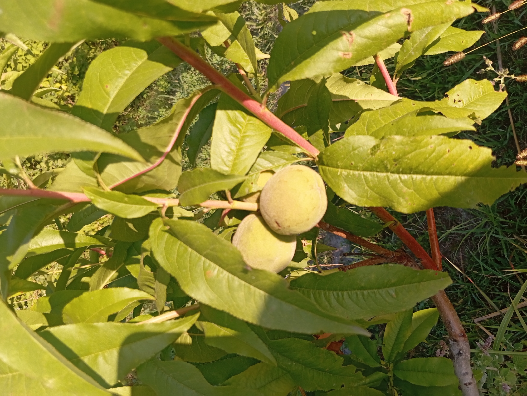 Two unripe peaches hang from a thin branch of a tree, surrounded by numerous green leaves. The peaches are pale green and round, with a slightly fuzzy texture. The branches are reddish-brown and appear young. The background consists of more foliage and a hint of green grass. The lighting suggests it is daytime, with sunlight casting shadows on the leaves. The scene is outdoors, likely in a garden or orchard. The provided context indicates this scene is located in Şirvanlı, Azerbaijan.