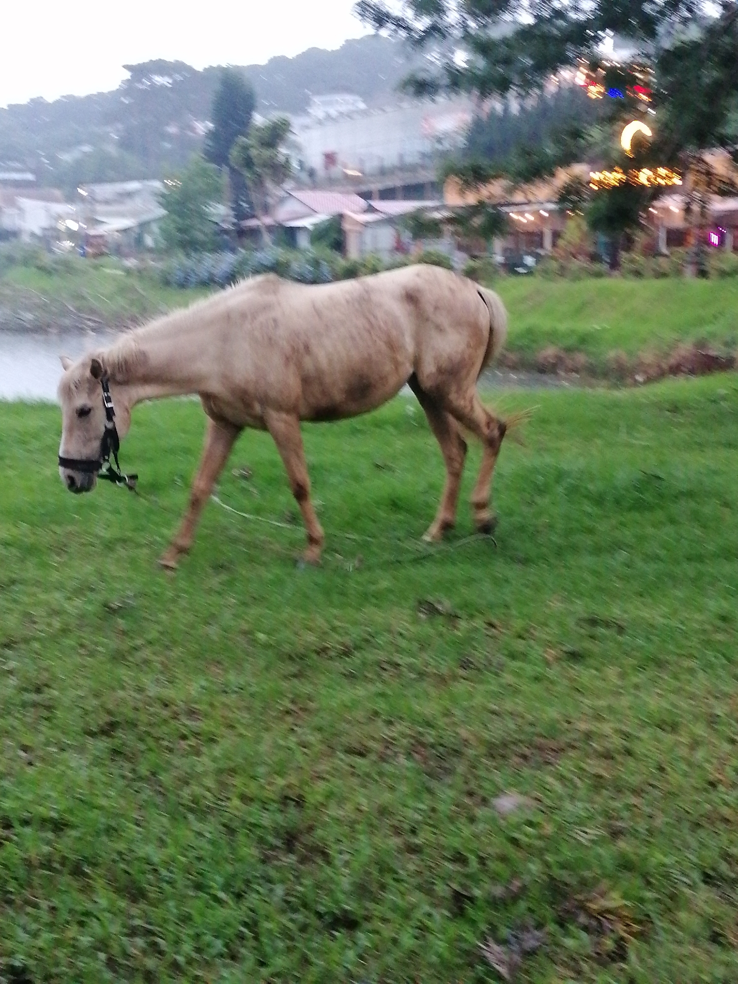 The image depicts a tranquil outdoor scene in Da Lat, Vietnam, centered around a light-colored horse. The horse, which is a pale brown or tan, is walking through a verdant grassy field, its head lowered as if grazing or searching for food. It is equipped with a black halter around its muzzle and head.
The foreground and a significant portion of the mid-ground are covered in lush green grass. To the left, a calm body of water, likely a lake or pond, is visible. In the background, rolling hills are dotted with numerous buildings, some featuring distinctive reddish roofs, interspersed with an abundance of trees and foliage. One large tree in the right background is adorned with festive lights, including strings of yellow lights, red and blue accents, and a prominent yellow crescent moon shape, suggesting a nearby decorated area like a resort or cafe.
The lighting is soft and diffused, indicating either an overcast day or the early evening. The sky above the distant landscape is a muted gray. There is no visible text in the image. The scene conveys a sense of peacefulness in a natural setting, with hints of human development and activity in the distance.