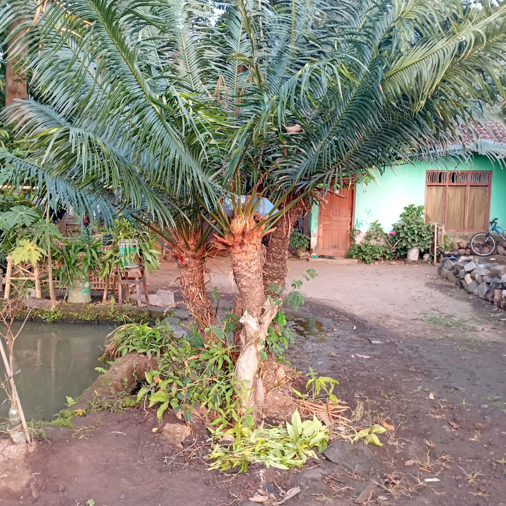 The image captures a scene in the village of Sumberarum, Indonesia. In the foreground, a small pond or ditch is visible to the left, bordered by vegetation and a dirt path. Dominating the center of the image is a cluster of palm-like trees with thick, textured trunks and long, feathery fronds. The ground around the trees is a mix of dirt, rocks, and fallen leaves and branches.
In the background, a light green house with a wooden door and a window with wooden shutters is situated. Adjacent to the house, a bicycle with a blue frame and white wheels is parked near a pile of rocks. The overall impression is one of a rural, tropical environment, possibly a residential yard or a communal space. The lighting suggests it is either early morning or late afternoon. There are no people visible in the image.