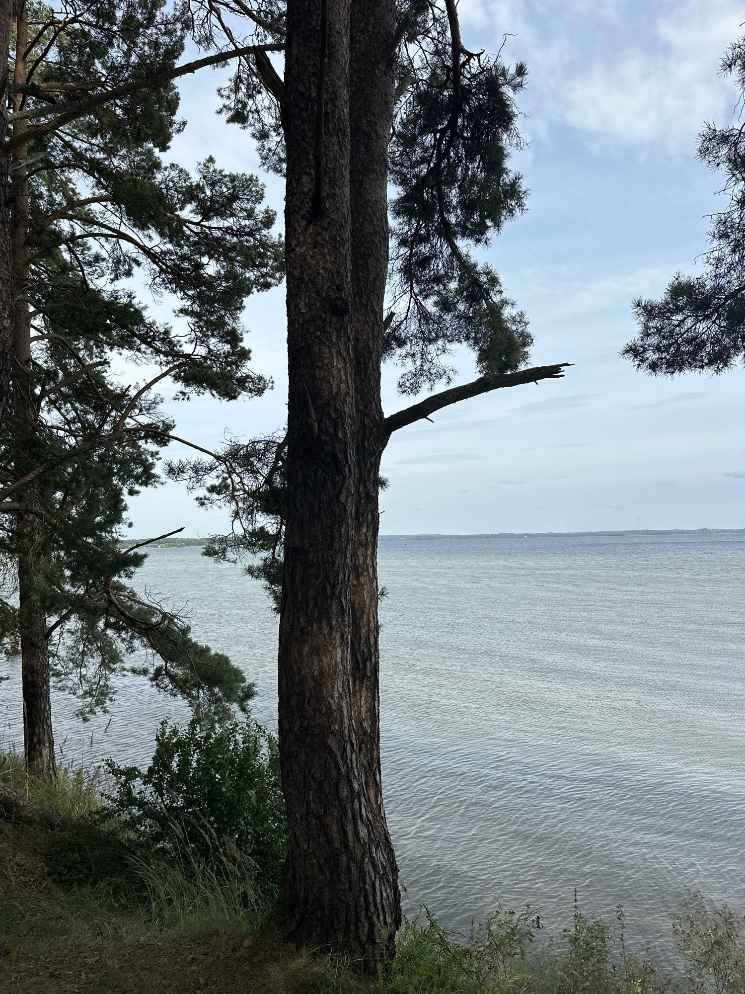 A vertical shot captures a tranquil natural scene featuring a body of water and trees on the shore. In the foreground, two thick pine trees with rough bark stand tall, framing the view. Their branches, adorned with pine needles, extend into the frame, with some branches reaching out towards the water. The ground beneath the trees is covered with grass and fallen pine needles.
The middle ground is dominated by a vast expanse of water, likely a lake or river, with gentle ripples reflecting the overcast sky. A thin strip of land, dotted with trees, can be seen in the distance across the water, suggesting a distant shoreline. The sky above is cloudy, with patches of light blue peeking through.
The image appears to be taken on a clear but cloudy day, with the natural lighting casting a soft glow on the scene. The location is the village of Naroch in the Narochsky Selsoviet, Belarus, known for its natural beauty and proximity to lakes. The overall atmosphere is peaceful and serene, evoking a sense of calm and solitude.