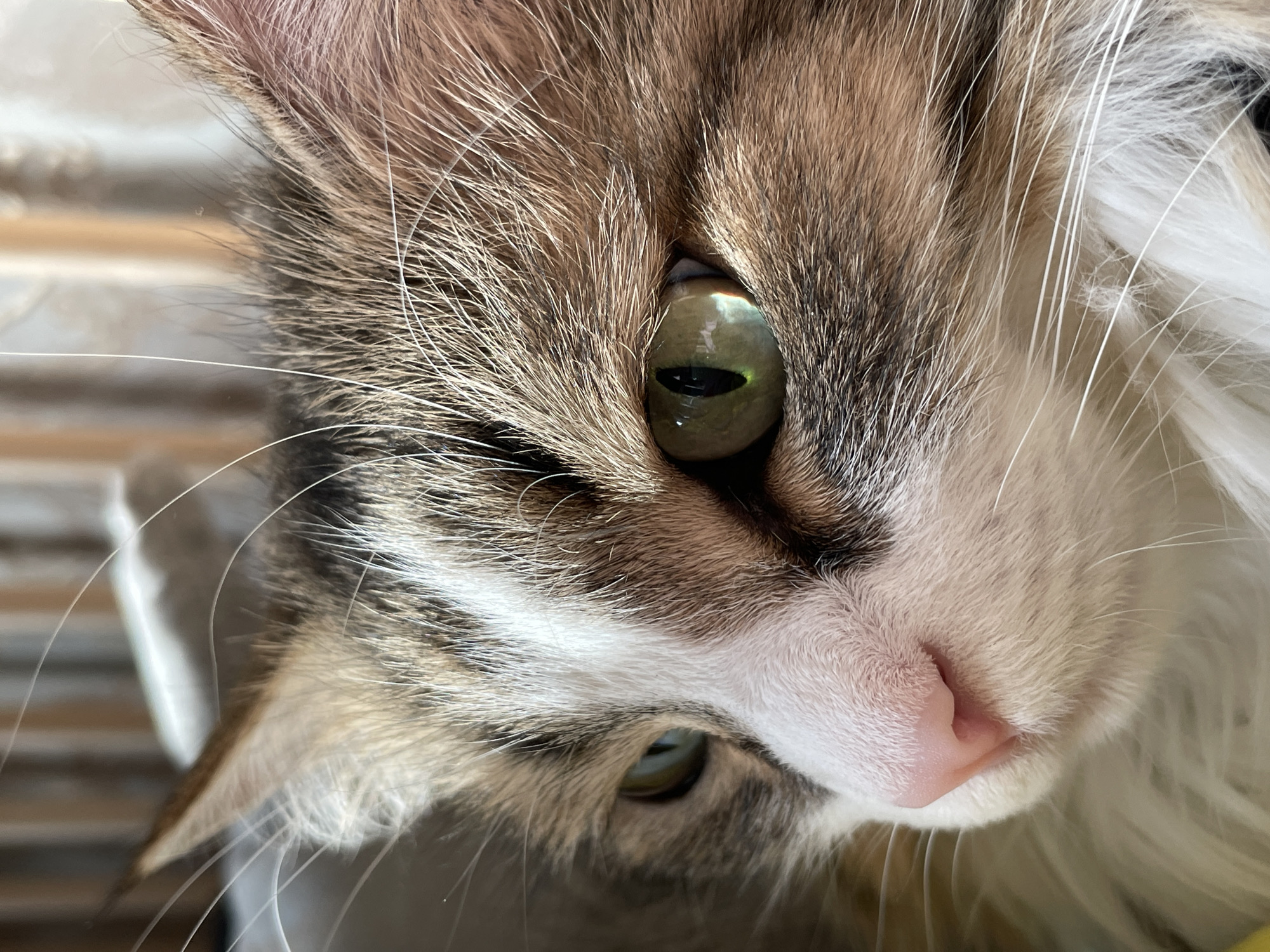 The image presents a tight, natural light close-up of a domestic cat's head, focused on the right side of its face from the viewer's perspective. The cat exhibits a tri-color fur pattern, primarily consisting of brown, white, and dark tabby-like stripes and patches. The left eye (viewer's right) is prominent, featuring a vertical black pupil and a light green iris with visible reflections. The right eye is partially obscured by fur. The nose is pink and triangular. Long, white vibrissae extend from the muzzle. White fur is concentrated on the lower face, chin, and chest area, contrasting with the darker tabby markings on the forehead, cheeks, and ears. The background is heavily blurred into abstract vertical bands of light and dark beige/brown tones, indicative of an indoor setting with shallow depth of field. The cat is stationary, looking slightly to the left of the camera's frame. No visual information within the image permits the determination of a specific geographical location, such as the city of Izhevsk, Russia.