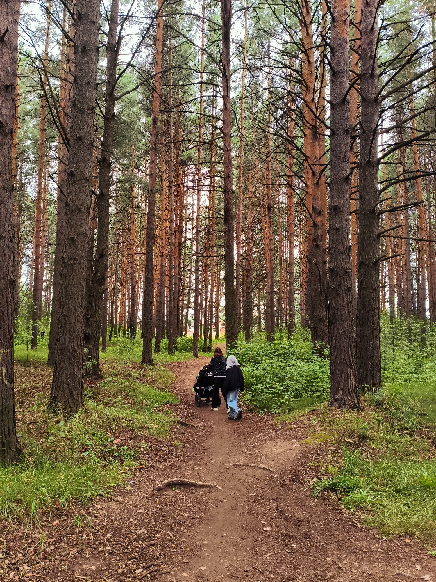 The image shows a dirt path winding through a dense forest with tall pine trees. The ground is covered in pine needles and dry leaves, with patches of green grass and undergrowth. Two individuals are visible on the path, one pushing a stroller and another walking ahead. The person pushing the stroller wears a dark jacket and pants, while the person walking ahead wears a gray hooded sweatshirt and blue jeans. The trees are closely spaced, with their trunks showing a reddish-brown bark. The lighting suggests it is daytime, with the sun filtering through the canopy. The scene appears to be located in a park or natural area within the city of Chaikovsky, Russia.