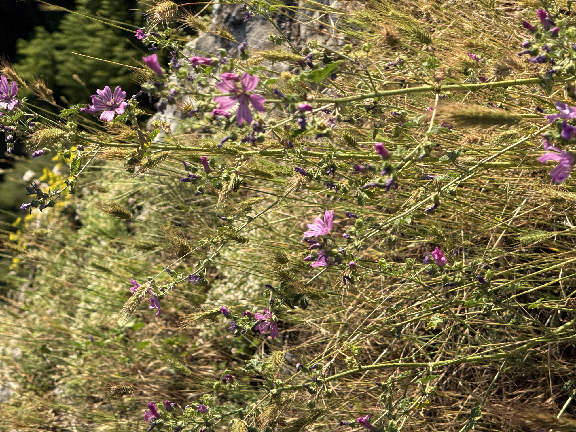 The image shows a close-up of wild flowers and grasses in a sunlit, natural environment. Several small, vibrant purple flowers with delicate petals are in bloom, interspersed with dried stalks of wheat or similar grains. The background is a blur of green foliage and hints of rocky terrain, suggesting an outdoor setting. The overall impression is one of untamed nature, likely in a rural or undeveloped area. The provided context specifies the location as Karlukovo, Bulgaria, which is known for its karst landscape and natural beauty.