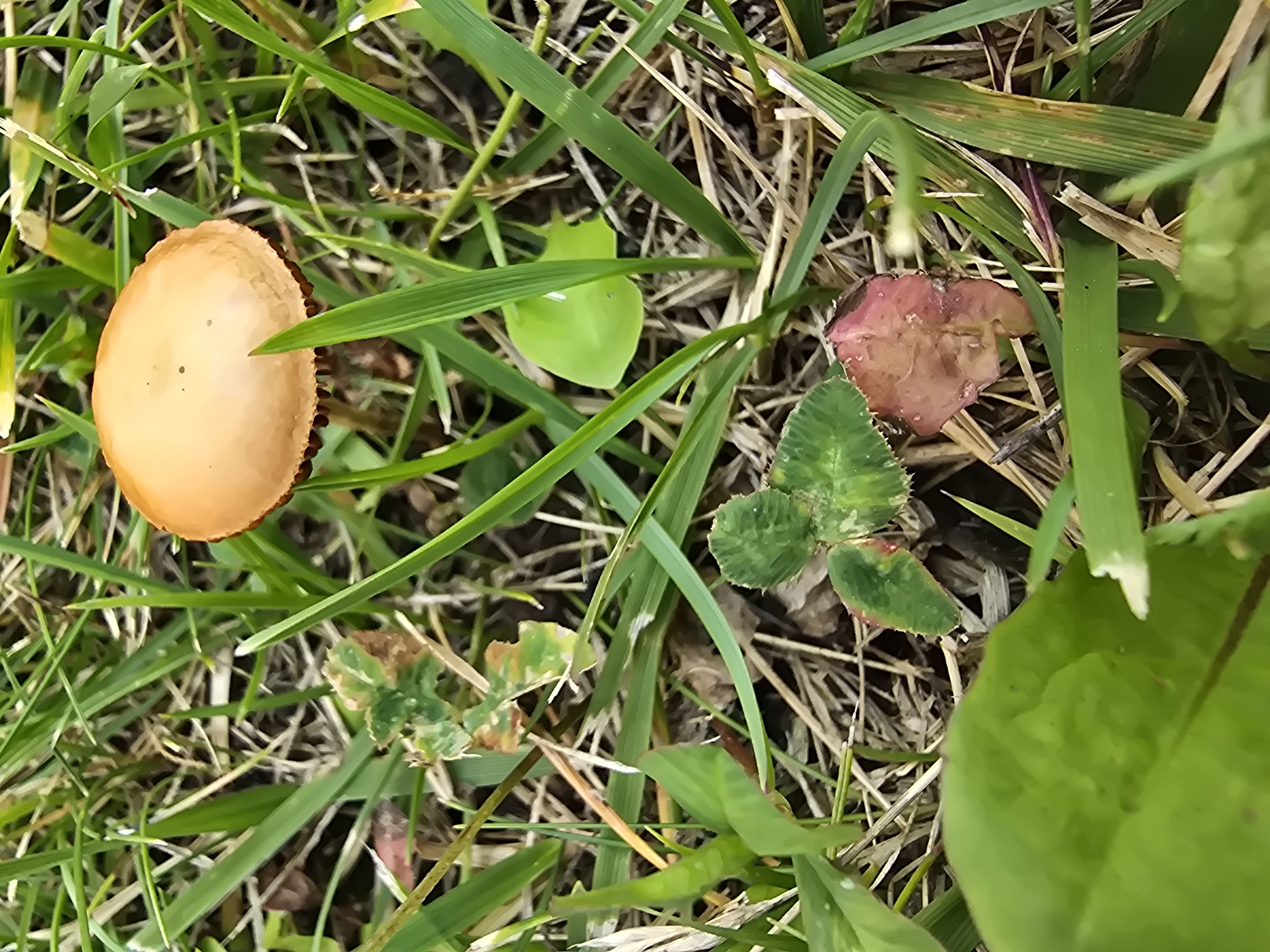 A close-up, high-angle shot focuses on a small, tan-capped mushroom nestled amongst green grass and dry straw. The mushroom's cap is smooth and convex, with a darker edge where it meets its gills. Green blades of grass and scattered pieces of dried vegetation form the background. In the foreground, a few clover leaves, one appearing reddish and wilted, are visible. The scene is set outdoors, in a grassy area within the city of Vyshneve, Ukraine, likely a park or garden. There are no people or animals present.