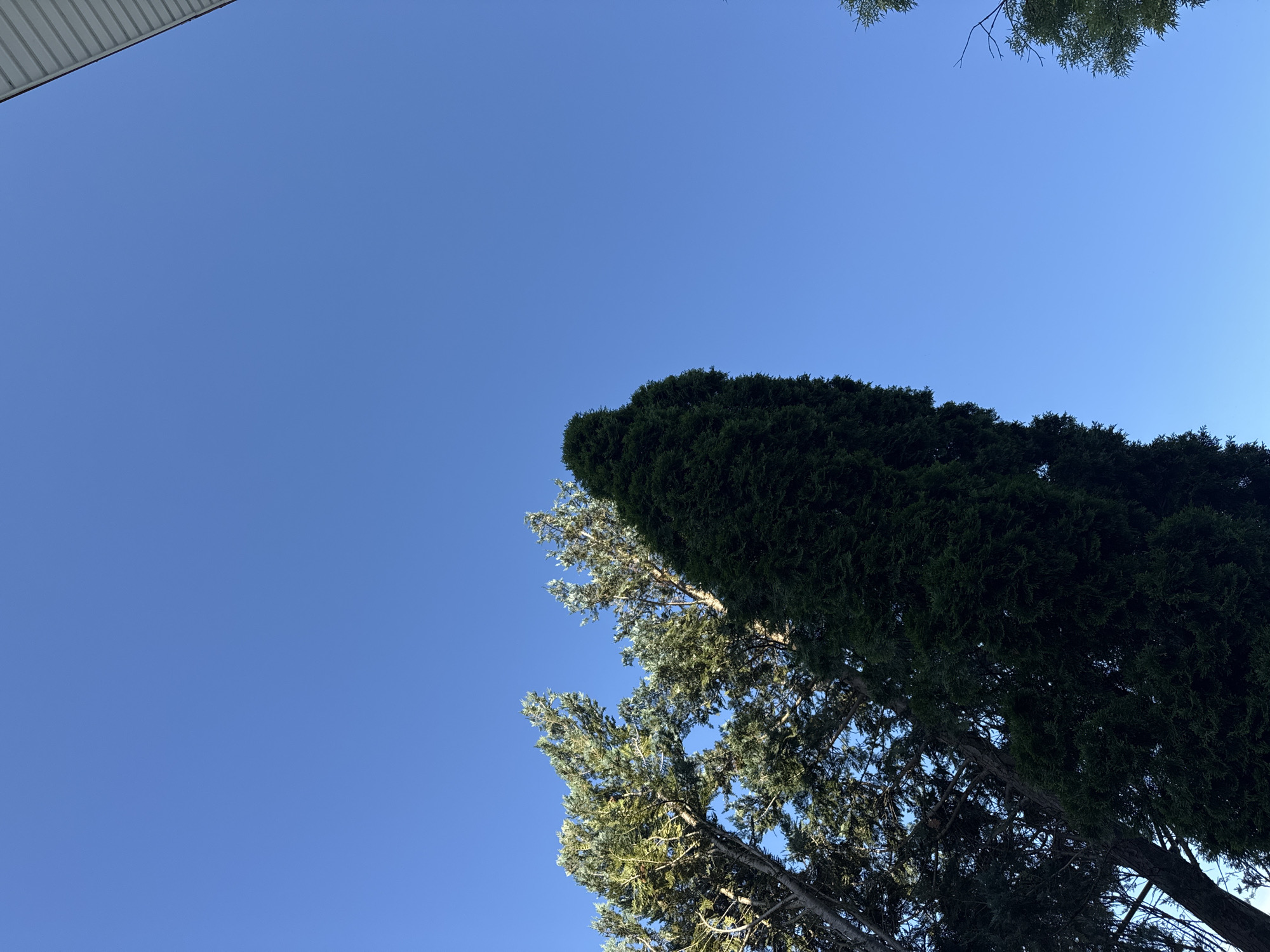 The image displays a clear, cloudless blue sky, observed from a low angle, seemingly in the city of Vesyoloye, Russia. The scene is dominated by several trees and a portion of a building. In the upper left quadrant, two trees with textured, lighter green-blue foliage and visible trunks are illuminated, suggesting sunlight from the upper left. Directly to their right, a tall, dense, dark green coniferous tree stands vertically, its foliage appearing mostly in shadow. A small section of a lighter green tree or shrub is visible in the lower right corner. In the upper right corner, a white or light-colored architectural element, possibly a soffit or fascia with horizontal paneling, is partially visible, indicating the presence of a structure. No people, animals, or specific actions are depicted.