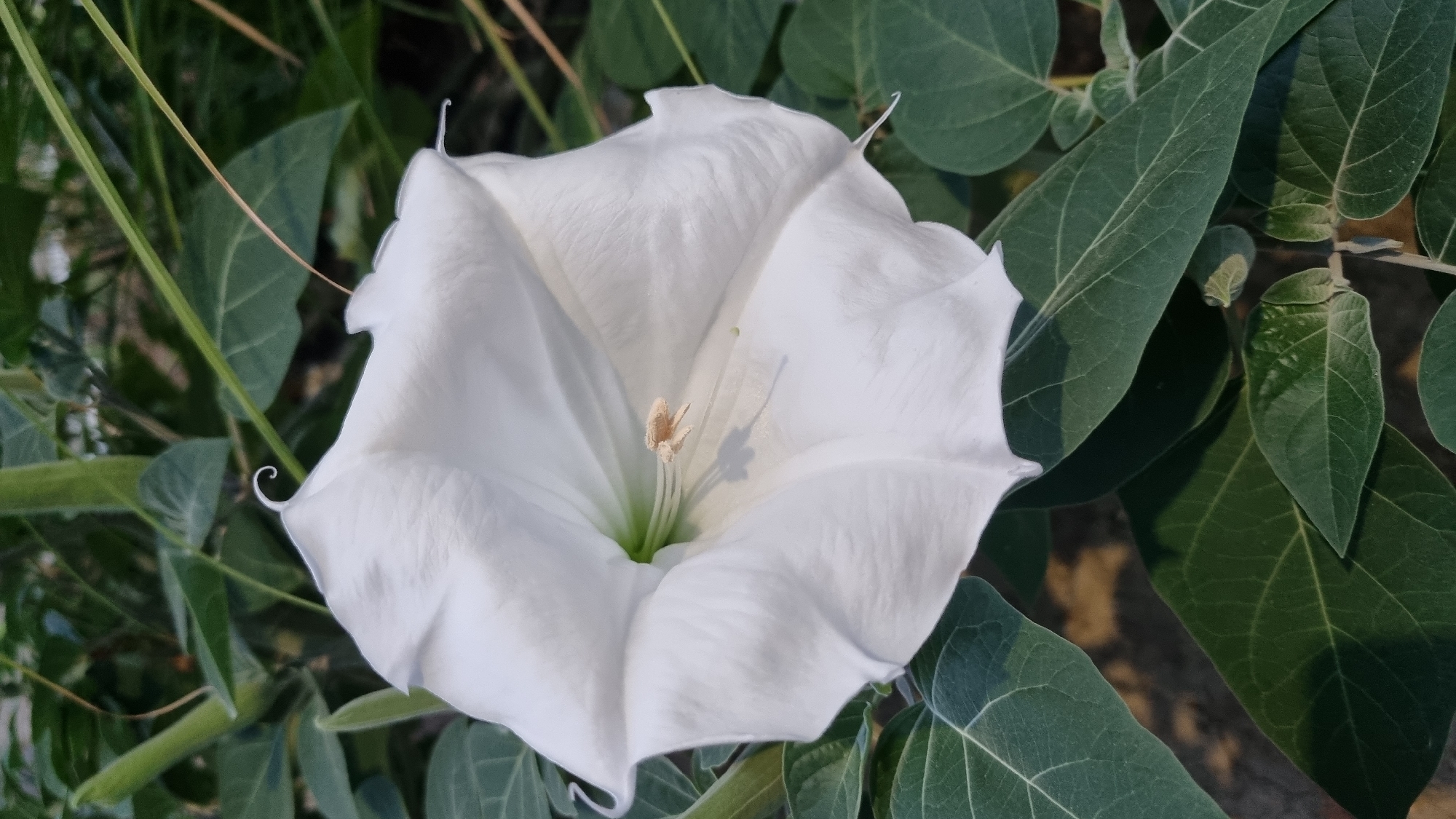 A close-up, vertical, eye-level shot features a large, white, trumpet-shaped flower. The flower, dominant in the frame, has delicate, ruffled petals and a pale yellow stamen protruding from its center. It is surrounded by lush, dark green foliage. The leaves are large and veined, with some appearing slightly fuzzy. The background is softly blurred, suggesting an outdoor environment. This image does not contain any information about its location in Berehove, Ukraine.