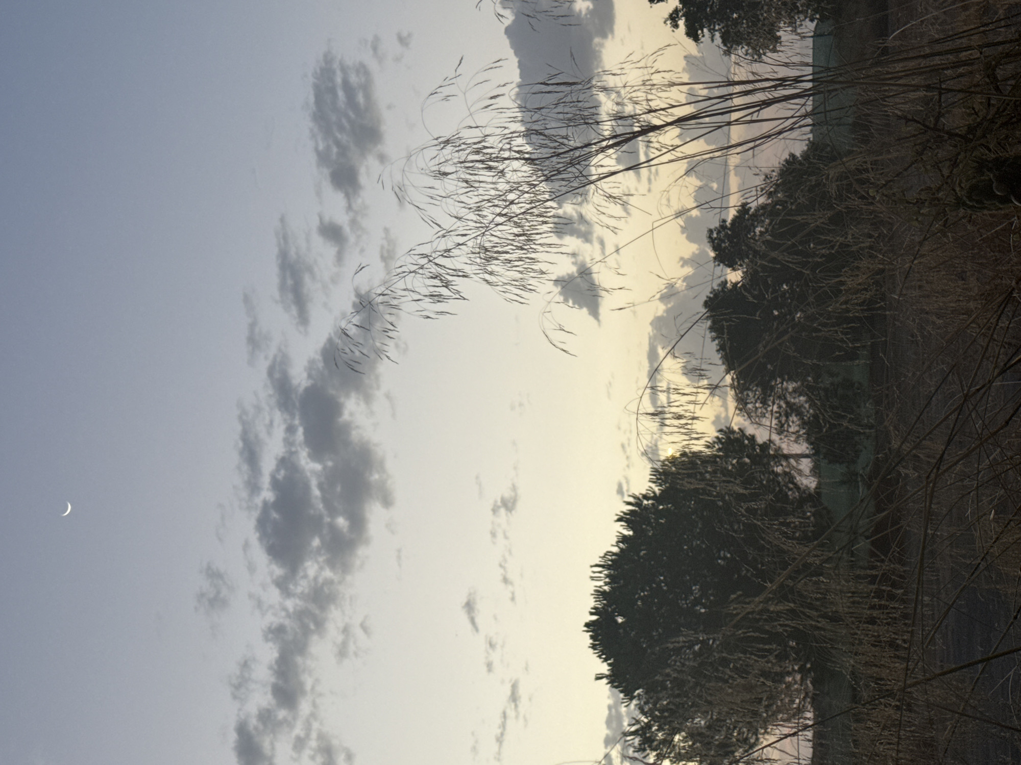 This image depicts a serene rural landscape at dusk, likely in the vicinity of Corvera, Spain. A thin crescent moon is visible in the upper left quadrant of the pale blue sky, which is transitioning into warmer tones towards the horizon. Scattered clouds, varying in shade from light grey to darker hues, are present in the sky. In the foreground, dry, tall grasses and reeds dominate, their feathery tops gently swaying. Behind the grasses, silhouettes of trees, including a larger, bushier one on the left and others further back, are visible against the twilight sky. The overall impression is one of natural tranquility as day gives way to night.