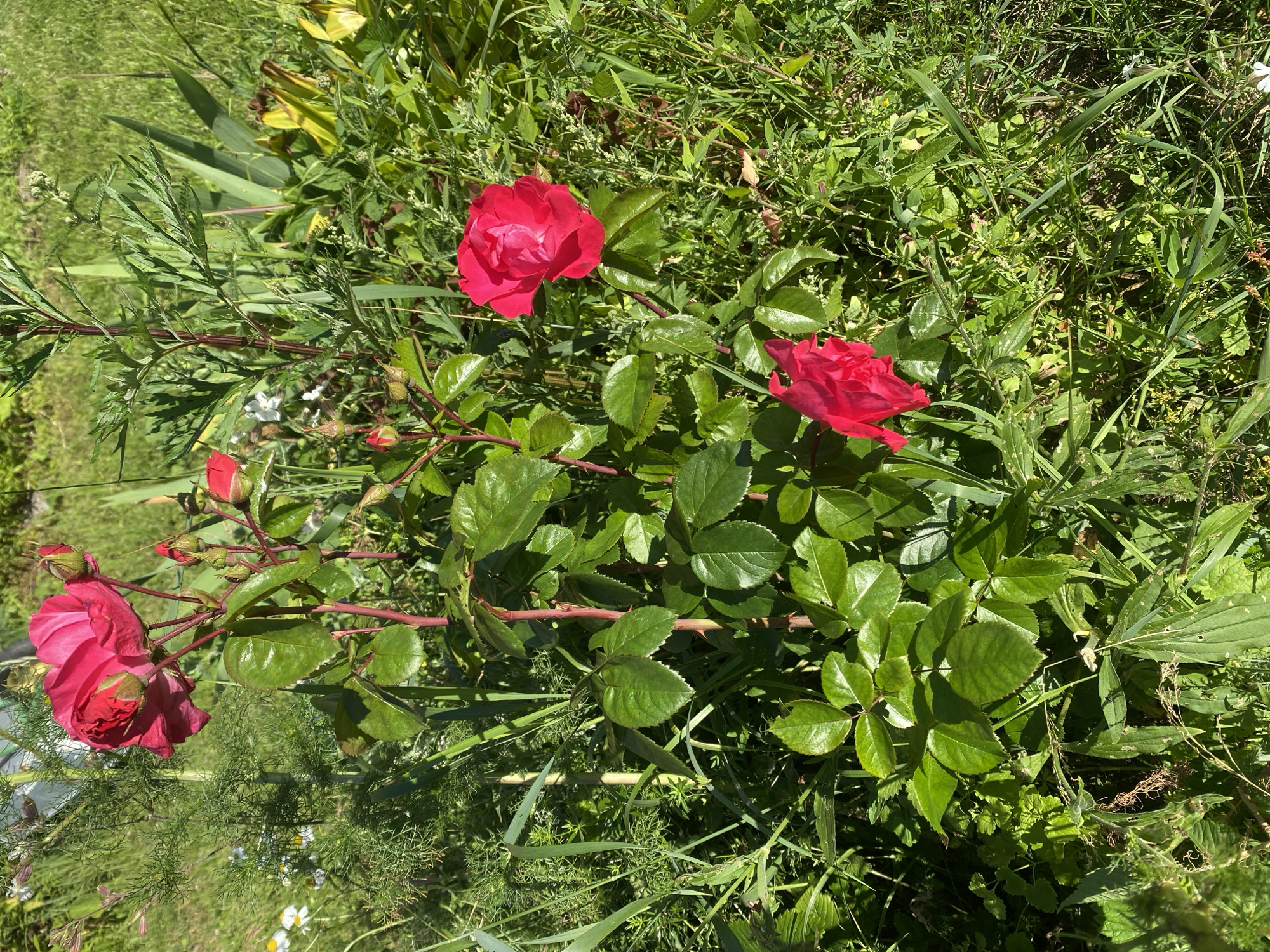 The image is a close-up, high-angle outdoor shot of a rose bush with bright red roses and green leaves, set against a backdrop of lush green grass and other plants. The lighting suggests it is a sunny day. The roses are in various stages of bloom, with some fully open and others still as buds. The stems are reddish-brown and appear to have thorns. Other vegetation in the background is a mix of grasses and broader-leafed plants. There are no people or animals visible in the image. The scene appears to be a garden or natural area. The location is Lindo-Pustyn' (Kantaurovskii S/S), Russia.