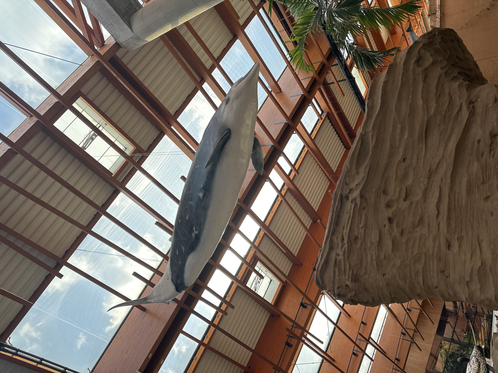 The image shows an interior space with a wooden-framed ceiling and multiple rectangular window panels offering a view of a cloudy sky. A life-sized model of a dolphin hangs suspended in the center of the frame. To the right, a large artificial rock formation can be seen with a palm tree visible above it. Based on the presence of marine life exhibits (dolphin and rock formation resembling a sea cave), the location is likely in the Wrocław Zoo's Africarium in Wrocław, Poland.