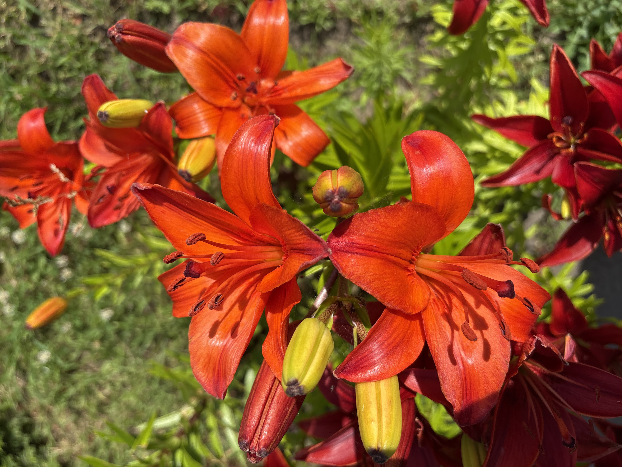 This is a close-up photograph of several bright orange and deep red lilies in bloom, with some buds and stamens visible. The flowers are clustered together in what appears to be a garden setting, with green foliage and hints of grass in the background. The lighting suggests it is daytime, with sunlight casting shadows on the petals, highlighting their texture and sheen. Some of the lilies are fully open, revealing their intricate interiors, while others are still partially closed or in bud form, some of which are a bright yellow-green color. The scene is vibrant and lively, conveying a sense of natural beauty and the peak of summer bloom. There is no visible text in the image. The location context of Bahushewsk, Belarus, provides a geographical setting for this garden scene.