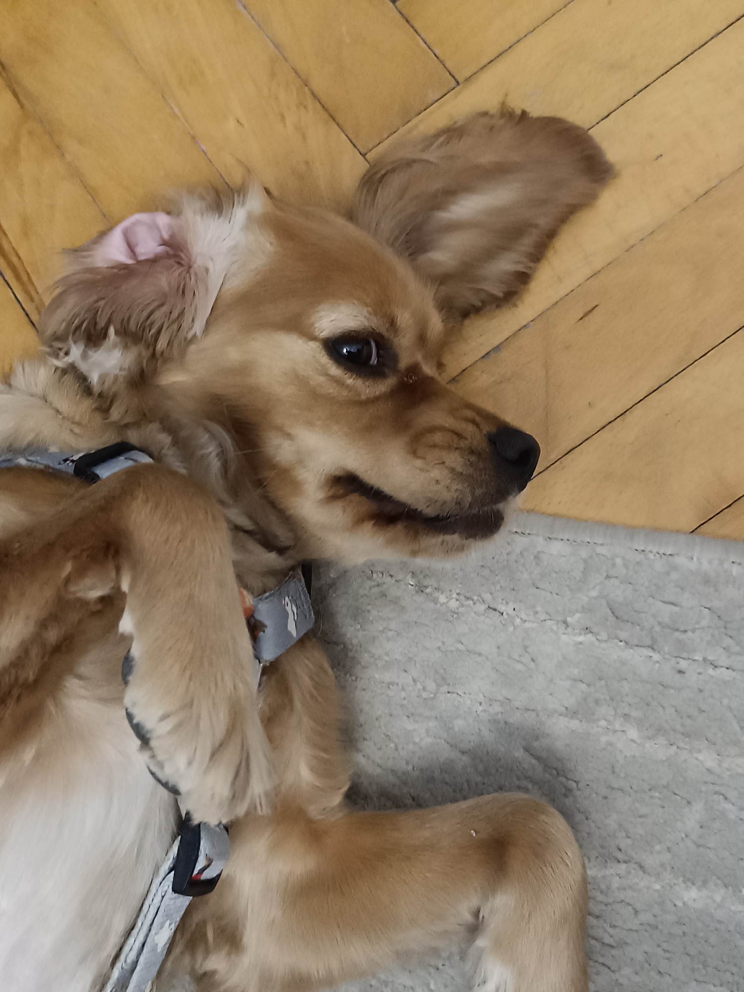 A light brown or tan dog is captured in a close-up, high-angle shot, lying on its back or side on an indoor floor. Its head is turned towards the right, with dark, alert eyes gazing in that direction. One of its floppy ears is perked up, while the other is folded back, revealing the pink inner ear, giving it a playful or curious expression. The dog's muzzle shows a slight, relaxed smile.
It is wearing a light gray or blue collar or harness with a subtle patterned design, featuring small, white shapes that resemble ducks or geese. The dog's front paws are curled up near its chest, while its lower body and hind legs are mostly out of frame or partially visible towards the bottom right.
The setting appears to be a comfortable indoor space in Pleven, Bulgaria. The background consists of light-colored wooden floorboards laid in a diagonal pattern, with a textured light gray rug or carpet section visible in the lower right and bottom part of the image. The lighting is soft and even, suggesting an indoor environment without harsh shadows. No visible text is present in the image.