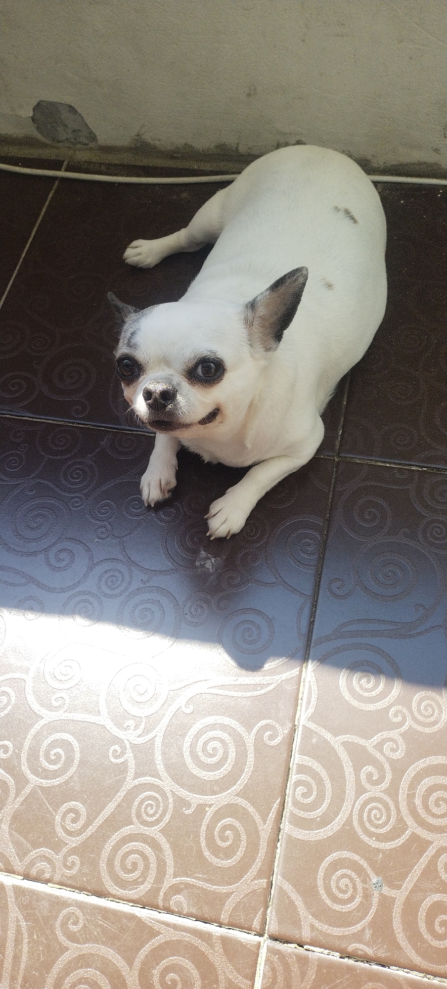 A white Chihuahua dog is lying on a tiled floor. The dog has dark eyes, ears, and some brown spots on its back. The tiles are a dark brown color with a white swirl pattern. Sunlight is casting shadows on the floor. The background appears to be a light-colored wall. The image was taken in Pisochyn, Ukraine.