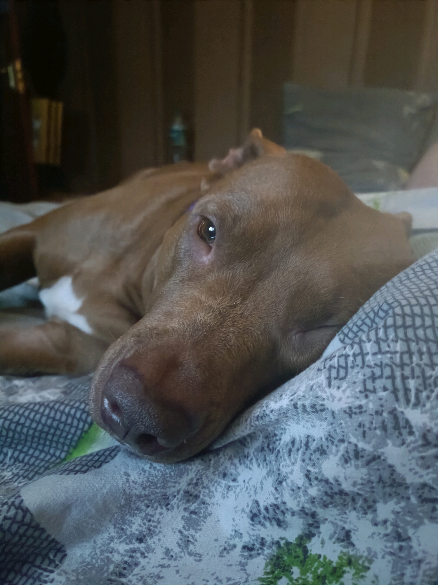 A brown dog with white markings on its chest is resting on a bed. The dog's head is resting on a pillow with a grey and white patterned cover. The dog's eyes are partially closed, and it appears to be sleeping or resting. The background is dark and out of focus, with some hints of furniture and a water bottle on a shelf. The setting appears to be an indoor space, possibly a bedroom. The image does not provide any information about the city of Zaporizhzhia, Ukraine.