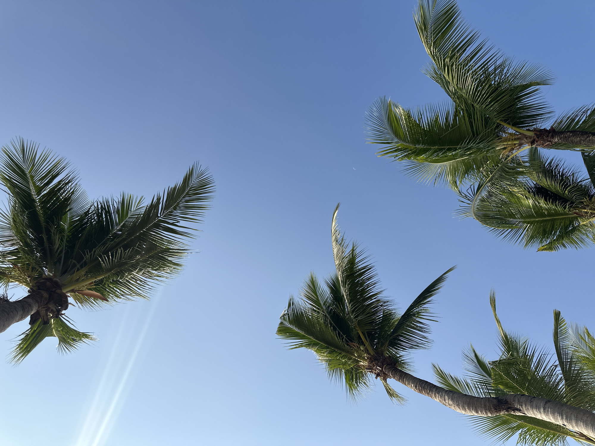 An upward-facing photographic capture displays a clear blue sky illuminated by sunlight in Kamala, Thailand. Four palm trees are visible, framing the sky. The crown of one palm tree occupies the upper left quadrant, with visible sunbeams emanating nearby. A second, taller palm tree with a curved trunk extends along the left side of the frame. The fronds of a third palm tree are present in the lower right, and the top fronds of a fourth are partially visible in the upper right. A faint crescent moon is discernable against the blue sky, positioned towards the center-right of the frame. No individuals or man-made structures are present within the view.