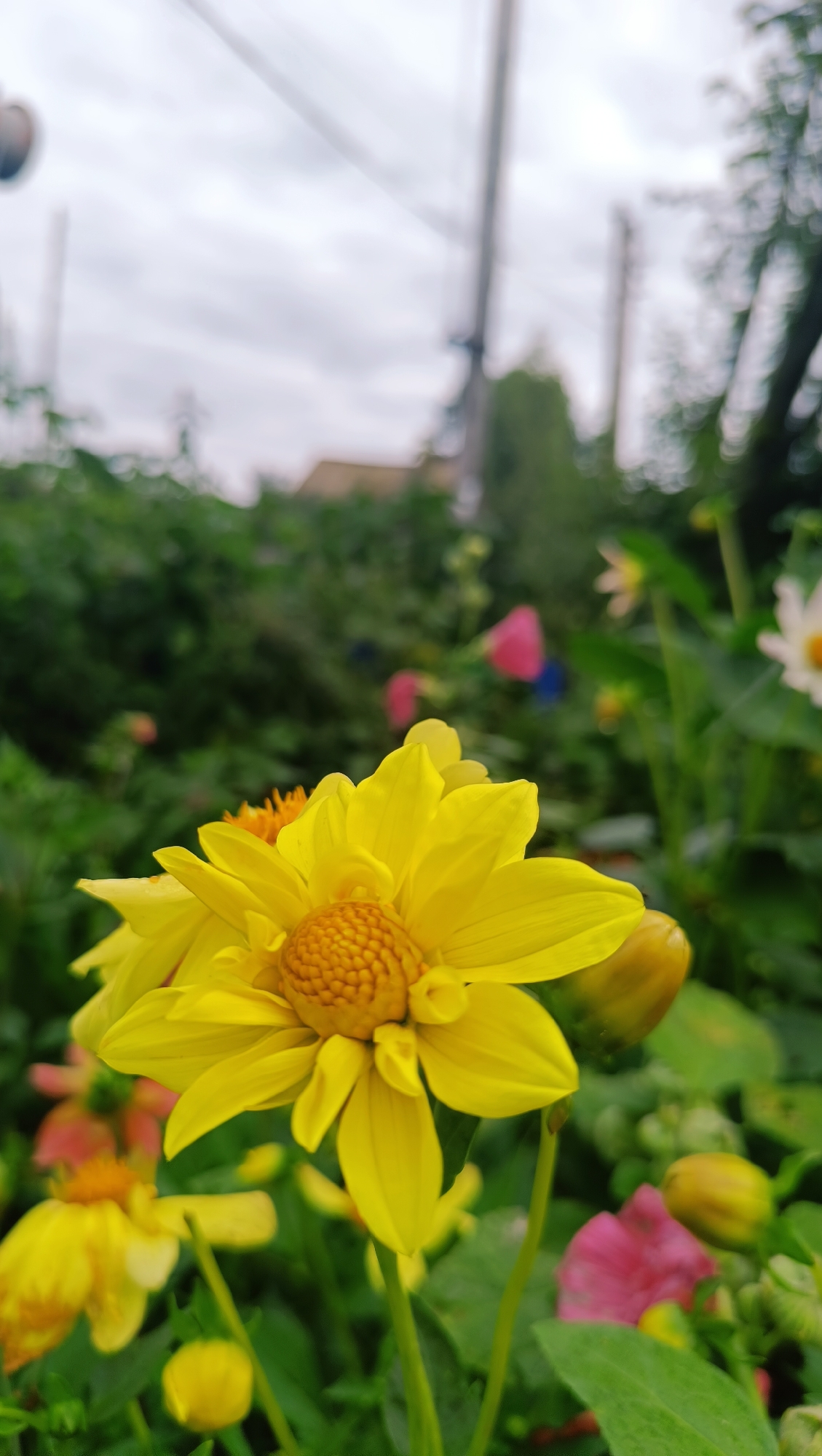 A close-up vertical shot focuses on a vibrant yellow dahlia flower in the foreground. Its petals are fanned out, revealing a textured, orange-yellow center. To the left, another yellow flower, slightly out of focus, is visible. Behind these, a garden setting unfolds with green foliage, hints of pink and white flowers, and blurred yellow buds. In the background, a utility pole with wires stretches upwards against an overcast sky. The overall impression is a natural, slightly diffused scene, likely captured outdoors in a garden. The presence of the utility pole suggests an urban or suburban environment, possibly within the city of Karsha, Russia, though the image itself does not provide explicit geographical markers beyond the implied setting.