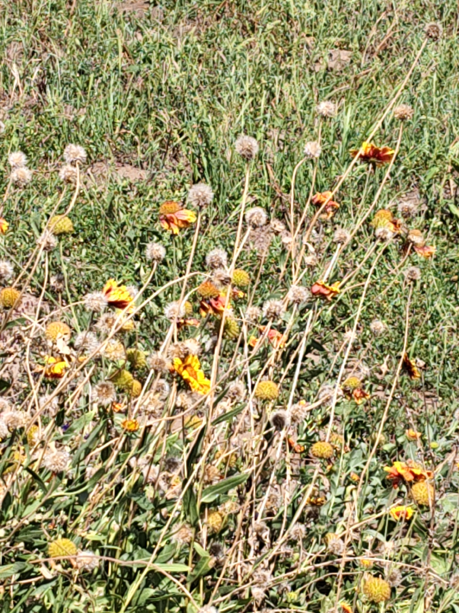 This image depicts a field of wildflowers in Nizhnedonskoy, Russia. The scene is dominated by various species of flowers, predominantly in shades of yellow and orange, interspersed with dried seed heads and tall, dry grass. The flowers have ray-like petals, with some appearing fully bloomed and others in various stages of decay. The overall impression is one of natural growth in an uncultivated area. No people or man-made structures are visible.