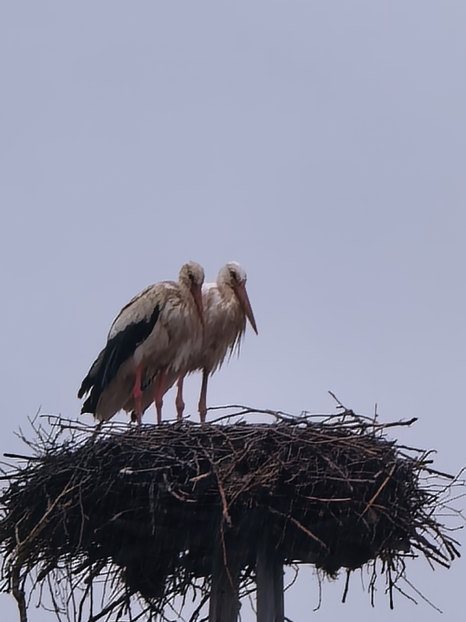The image features two white storks perched in a large, sturdy nest constructed from branches, set against a soft, light grey-blue sky. The nest is substantial and appears to be supported by a vertical structure, likely a pole or platform, partially visible beneath the nest.
Both storks are prominently positioned in the center of the nest. They exhibit characteristic white plumage on their bodies with distinct black primary flight feathers on their wings. Their long, slender legs and pointed beaks are a reddish-orange color. The storks appear to be standing calmly in their nest, with their feathers looking slightly ruffled. The bird on the left is turned slightly to its left, while the one on the right is positioned slightly behind and to the right, both looking generally forward.
The scene takes place during the daytime, under an overcast or hazy sky, which provides diffuse lighting without casting harsh shadows. The atmosphere is serene, showing the storks at rest in their natural habitat or breeding ground. No other objects or signs of human activity are visible apart from the nest's support structure. There is no visible text in the image. The location context for this photograph is Ovchartsi, Bulgaria.